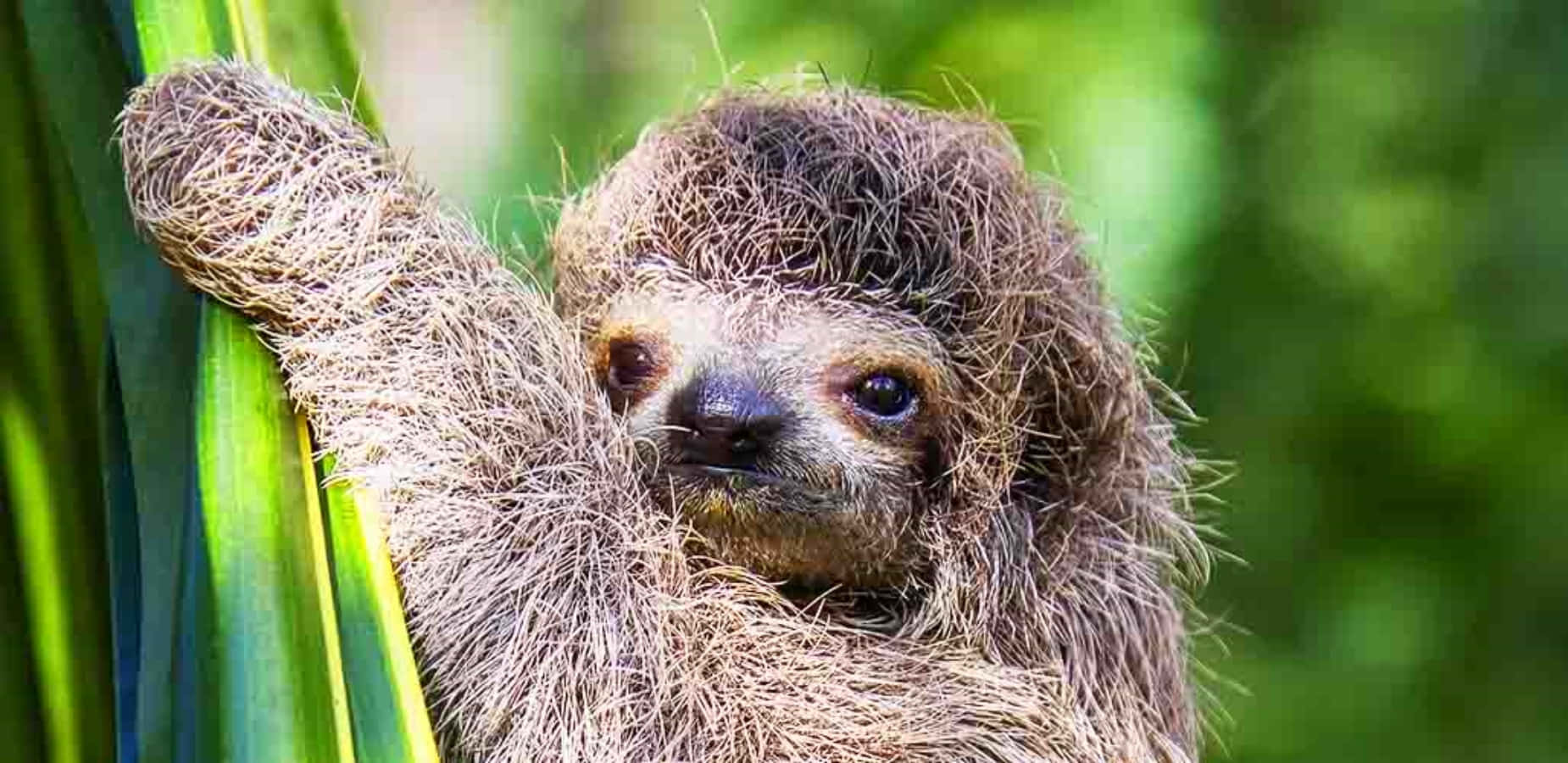 Cute Sloth Hanging On Leaves Picture