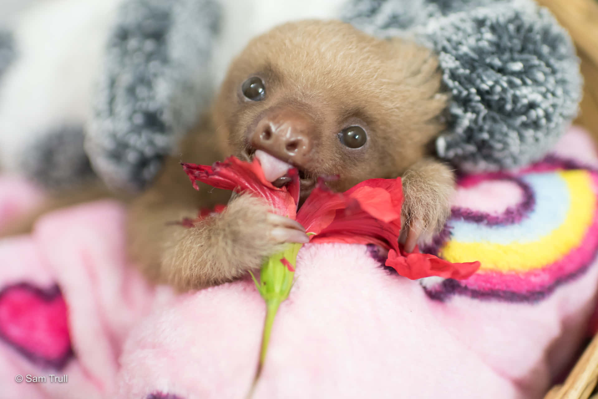 Cute Sloth Eating Flower Picture