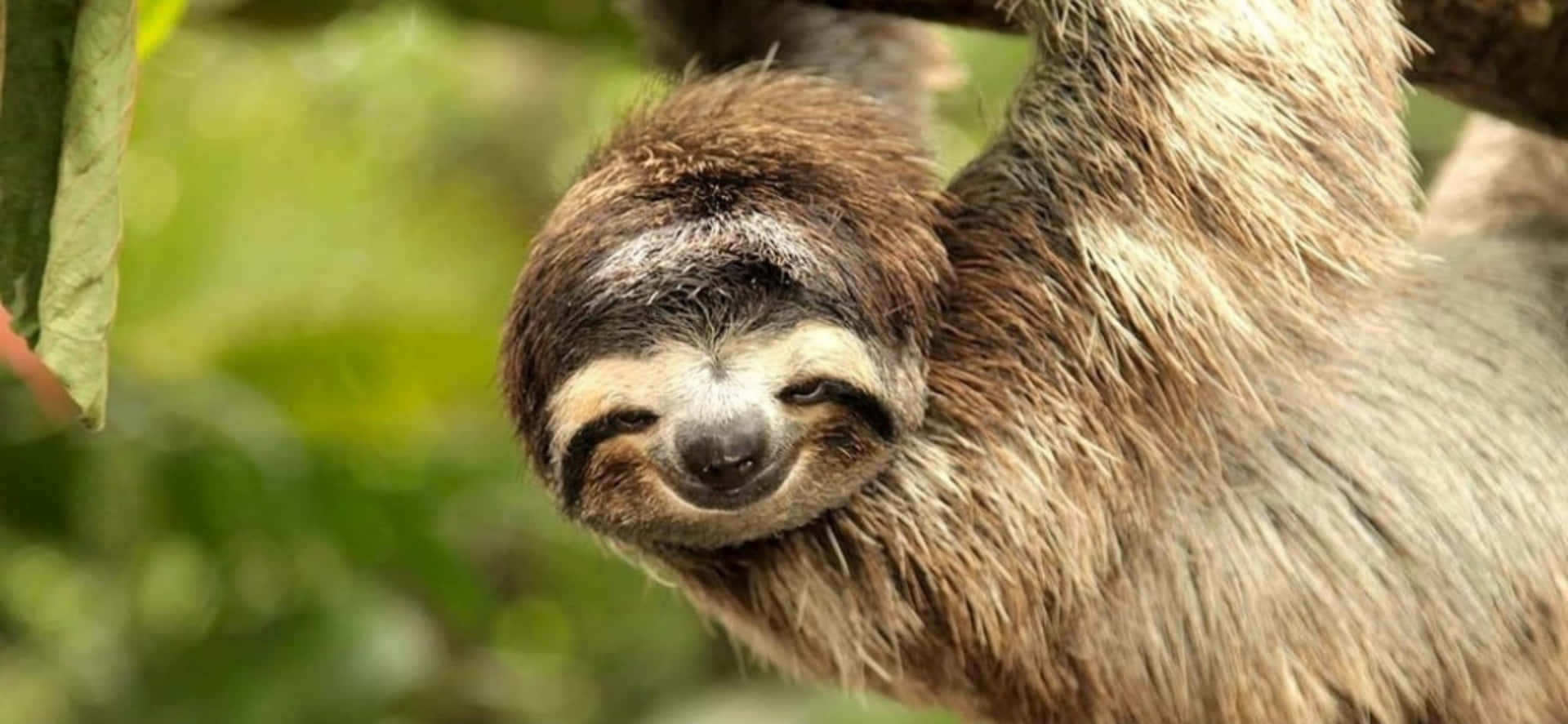 Cute Sloth Hanging Smile Picture