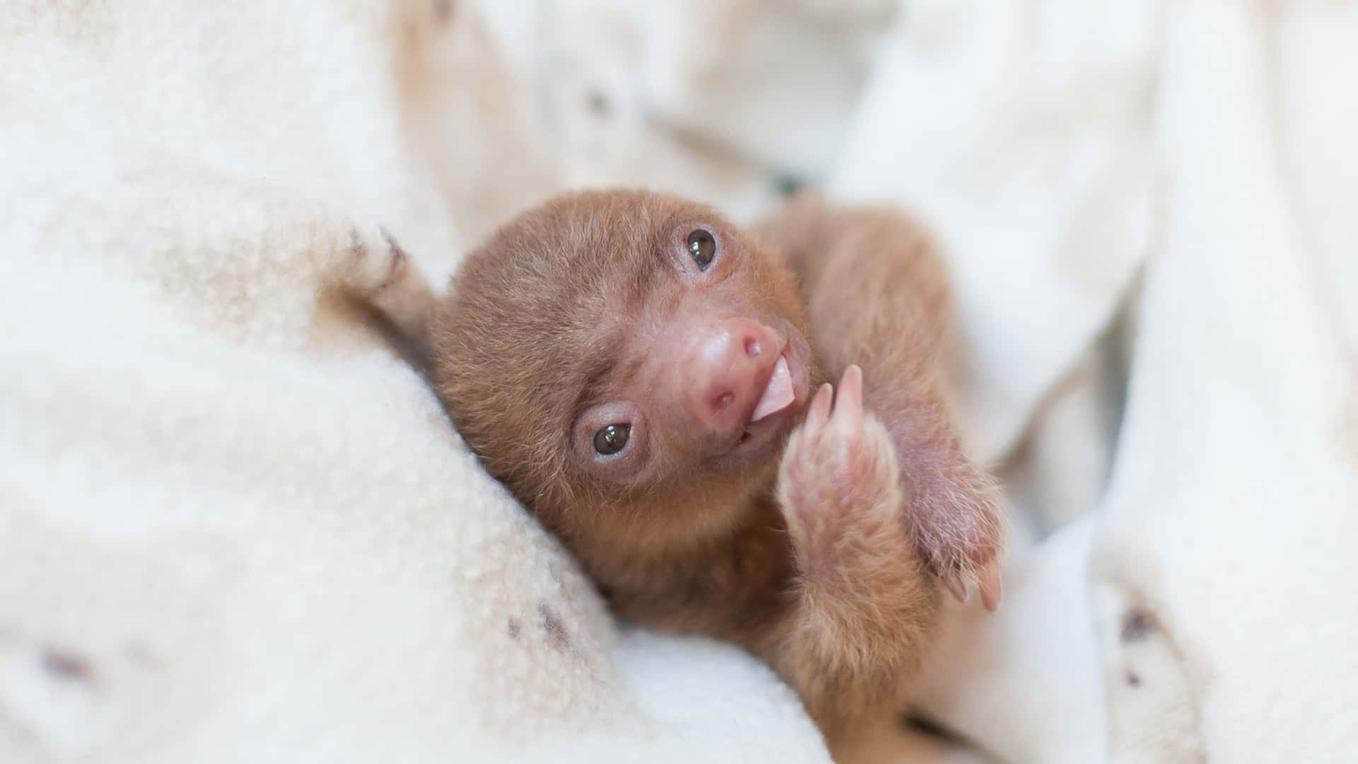 Tiny Cute Sloth Tongue Out Picture