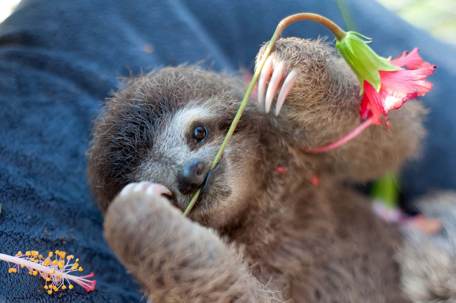 Cute Sloth With Red Flower Picture