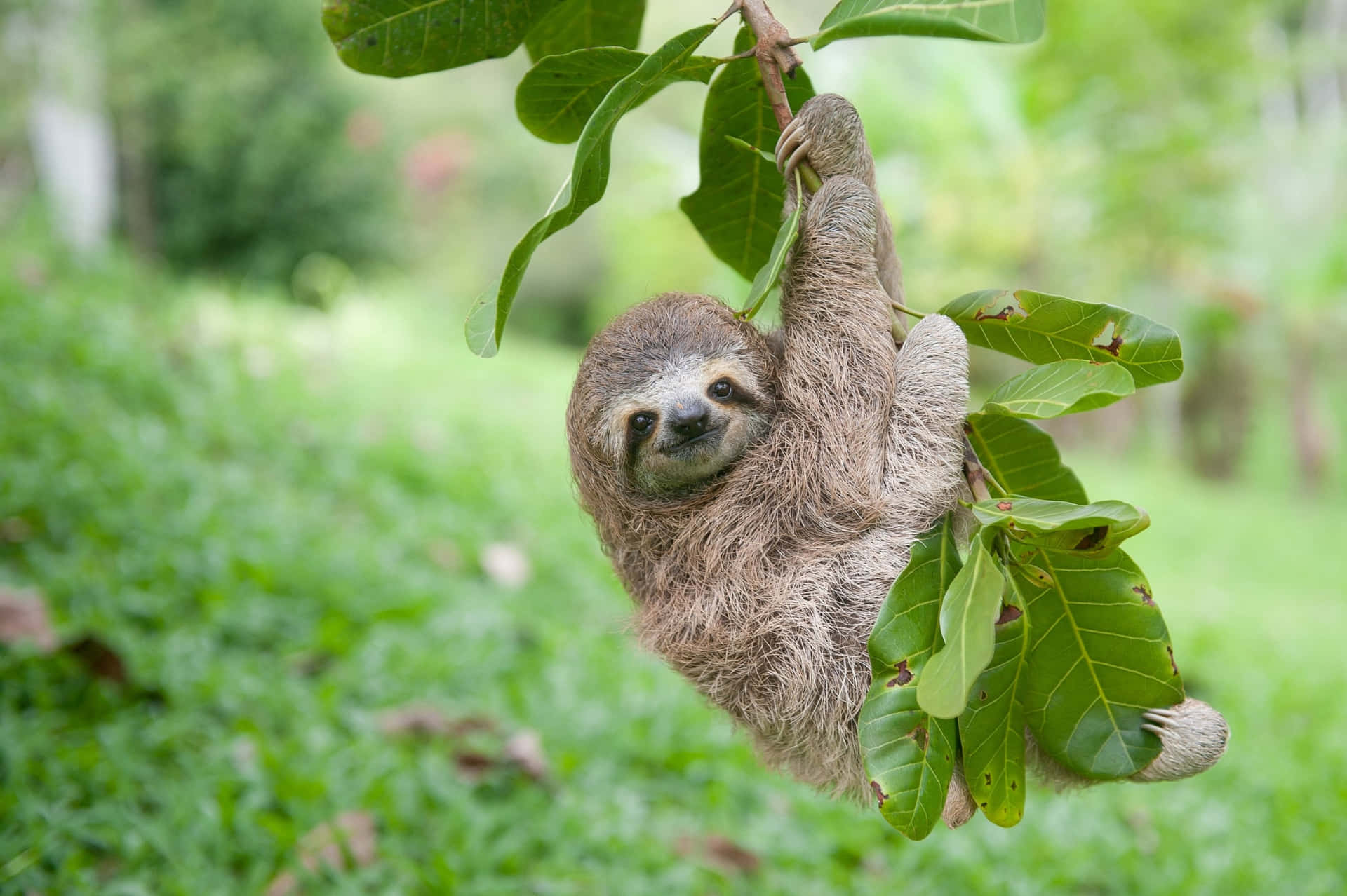 Cute Sloth Hanging On Leaves Picture