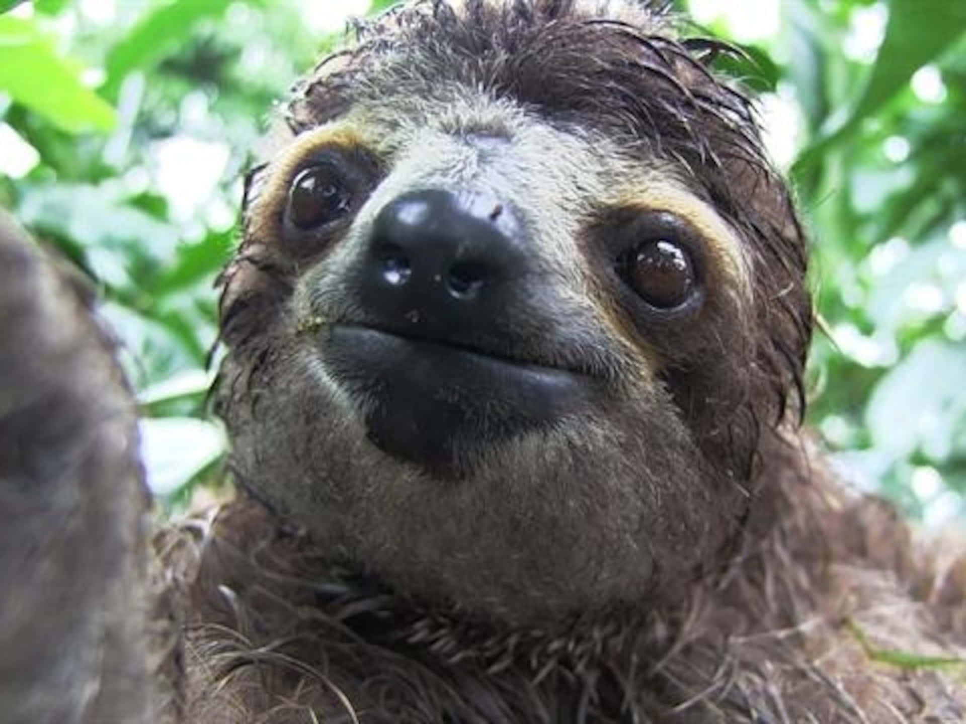 Close Up Cute Sloth Picture