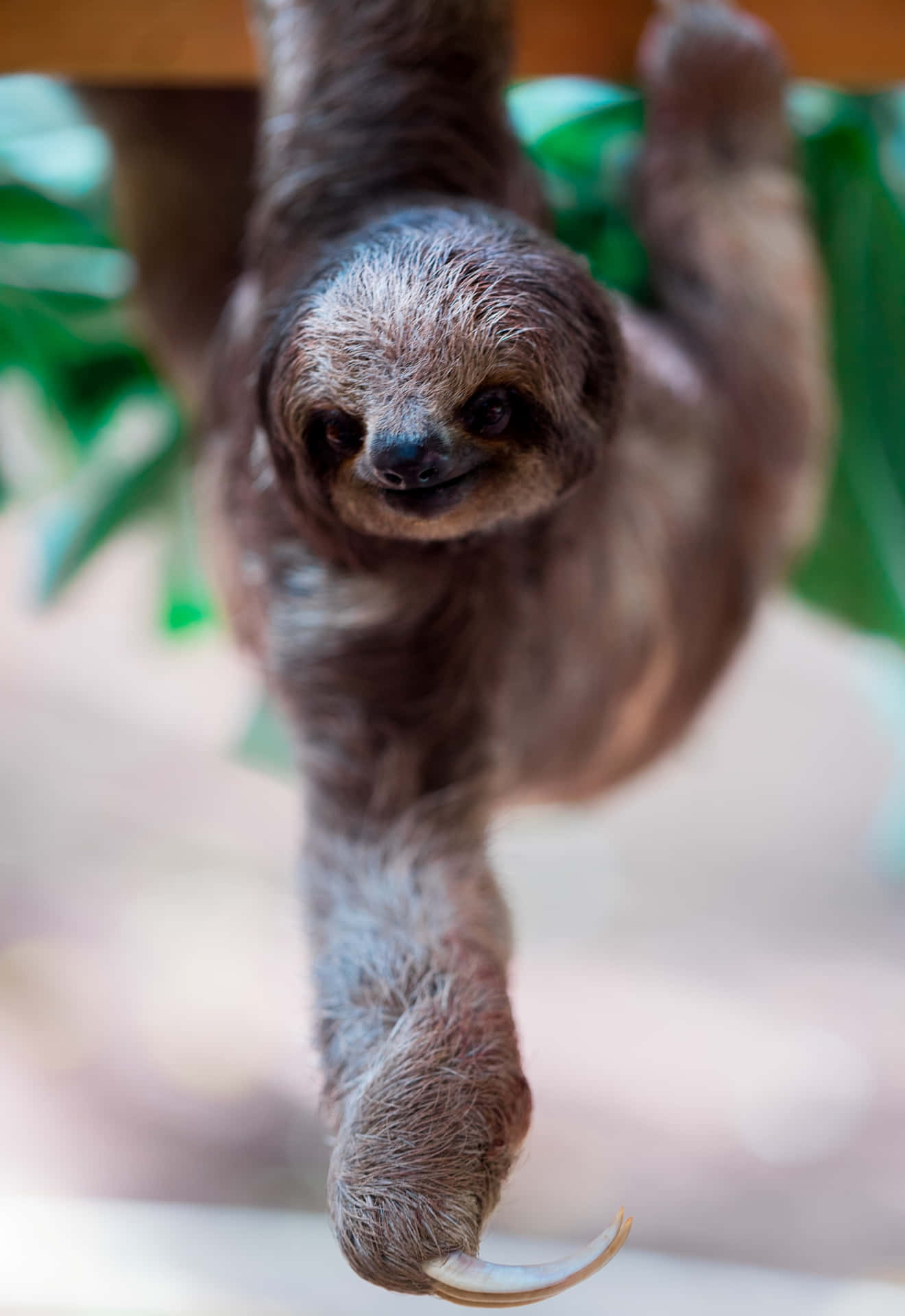 Cute Sloth Blurred Portrait Picture