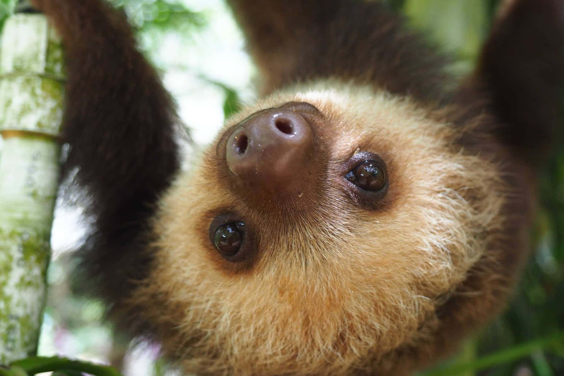 Cute Sloth Hanging Close Up Picture