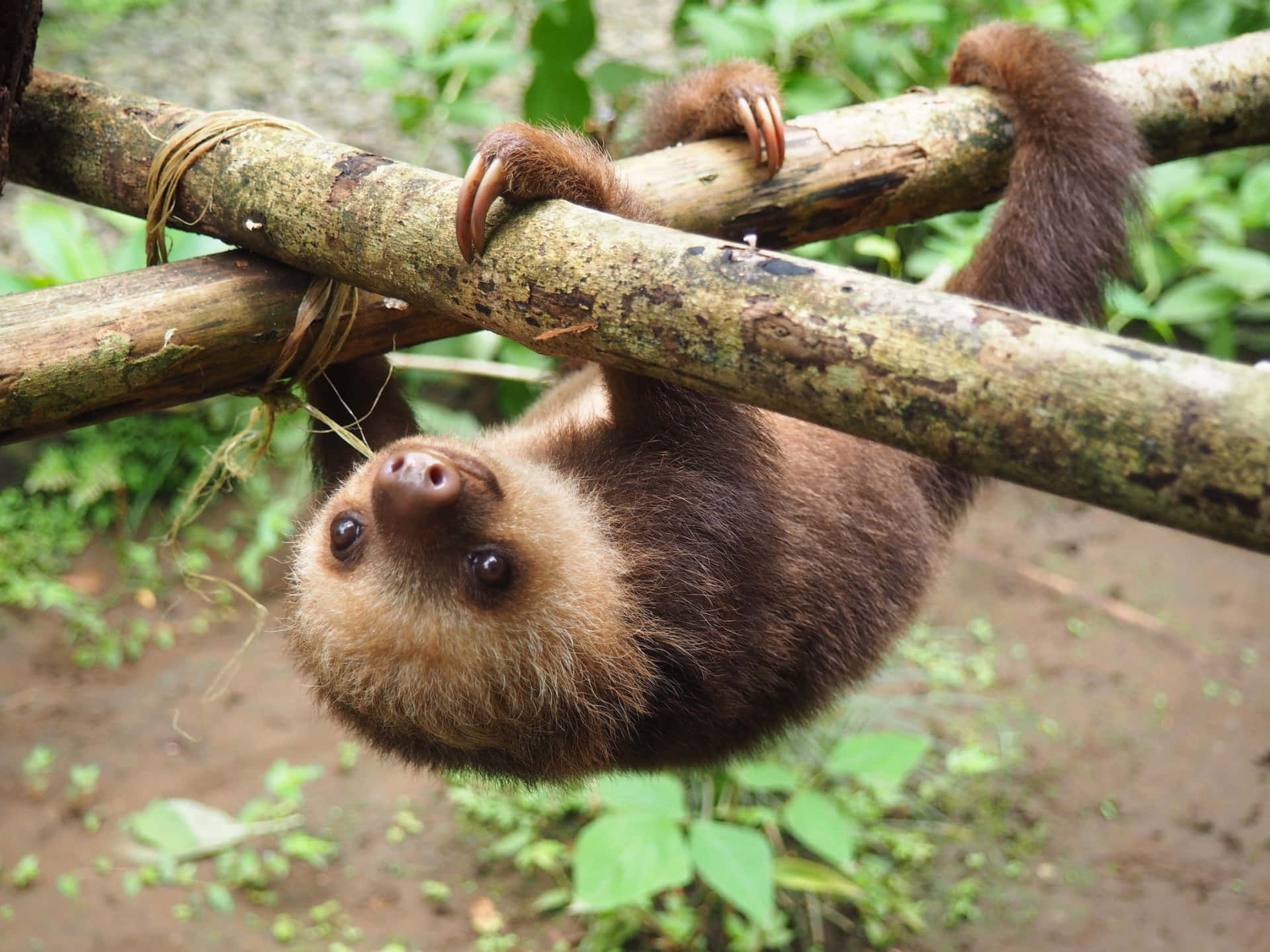 Adorable Baby Sloth Hanging Around