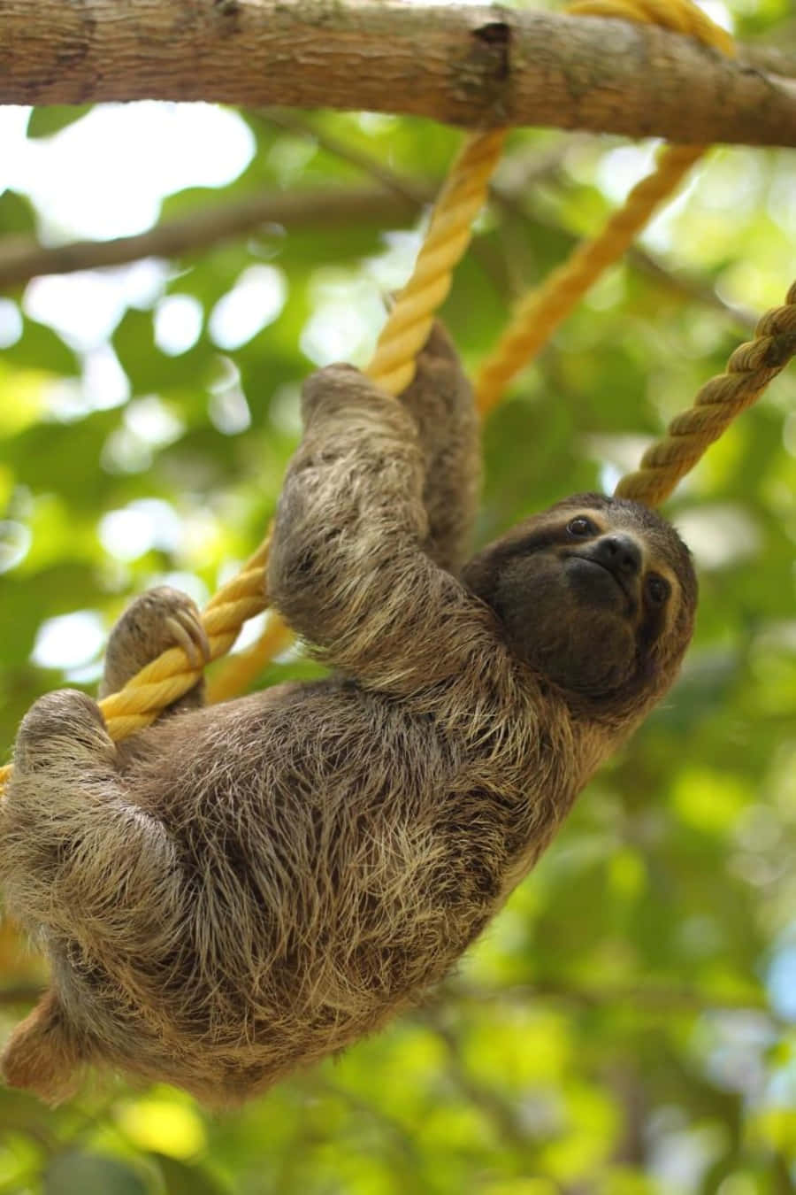 Cute Sloth Climbing On Rope Picture