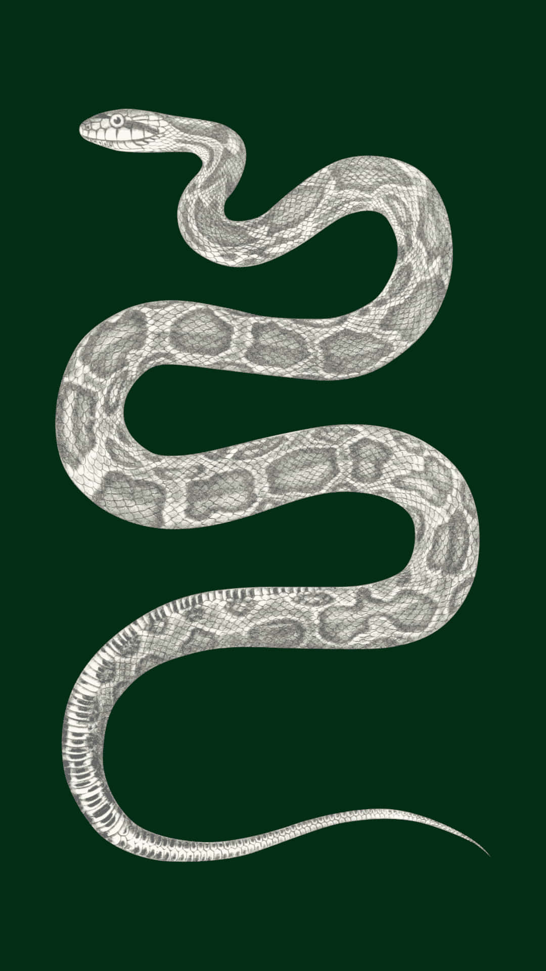 Enjoying a night of star gazing, this adorable Slytherin is sure to enchant. Wallpaper