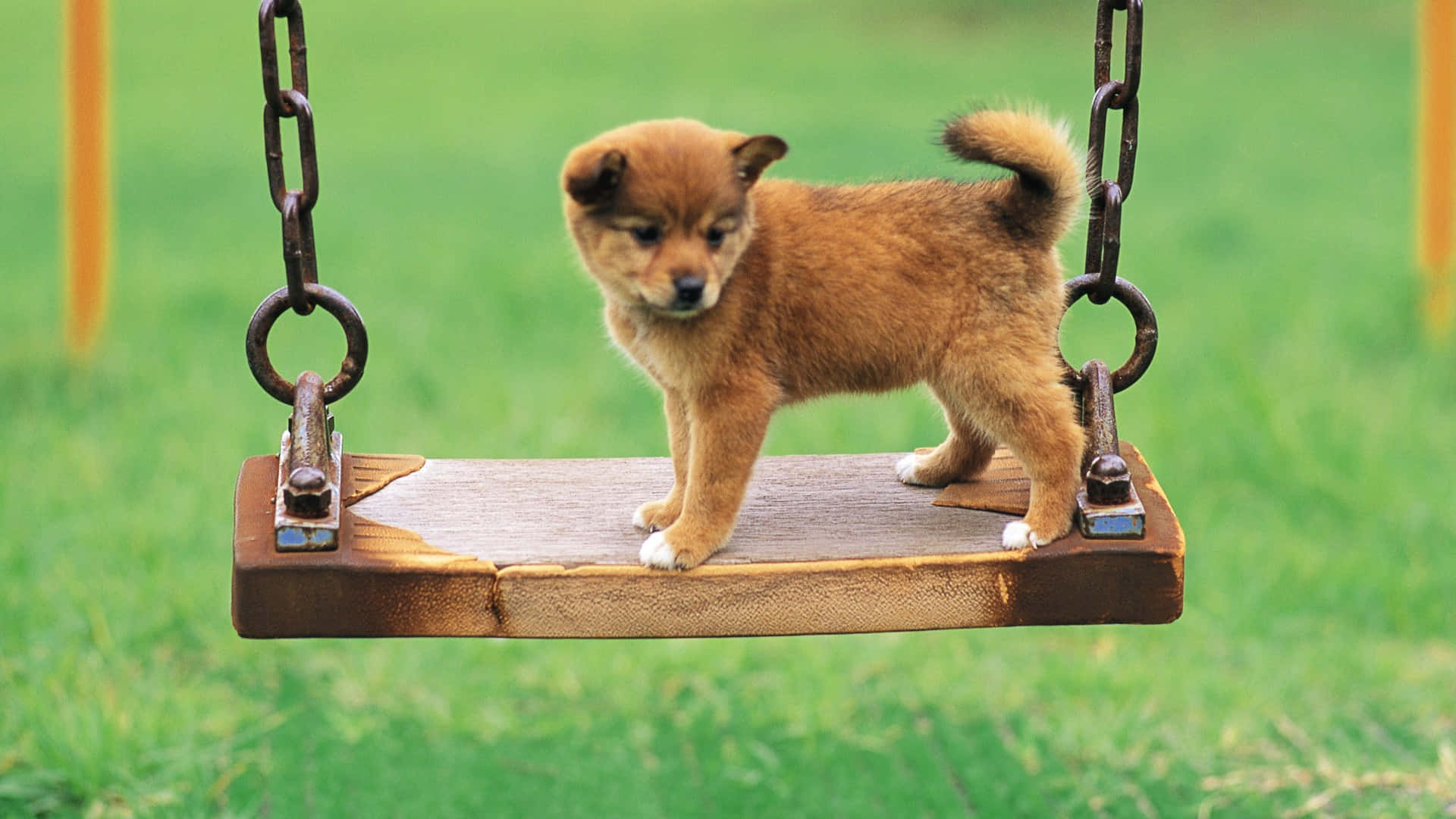 Cute Small Dog Shiba Inu Wallpaper