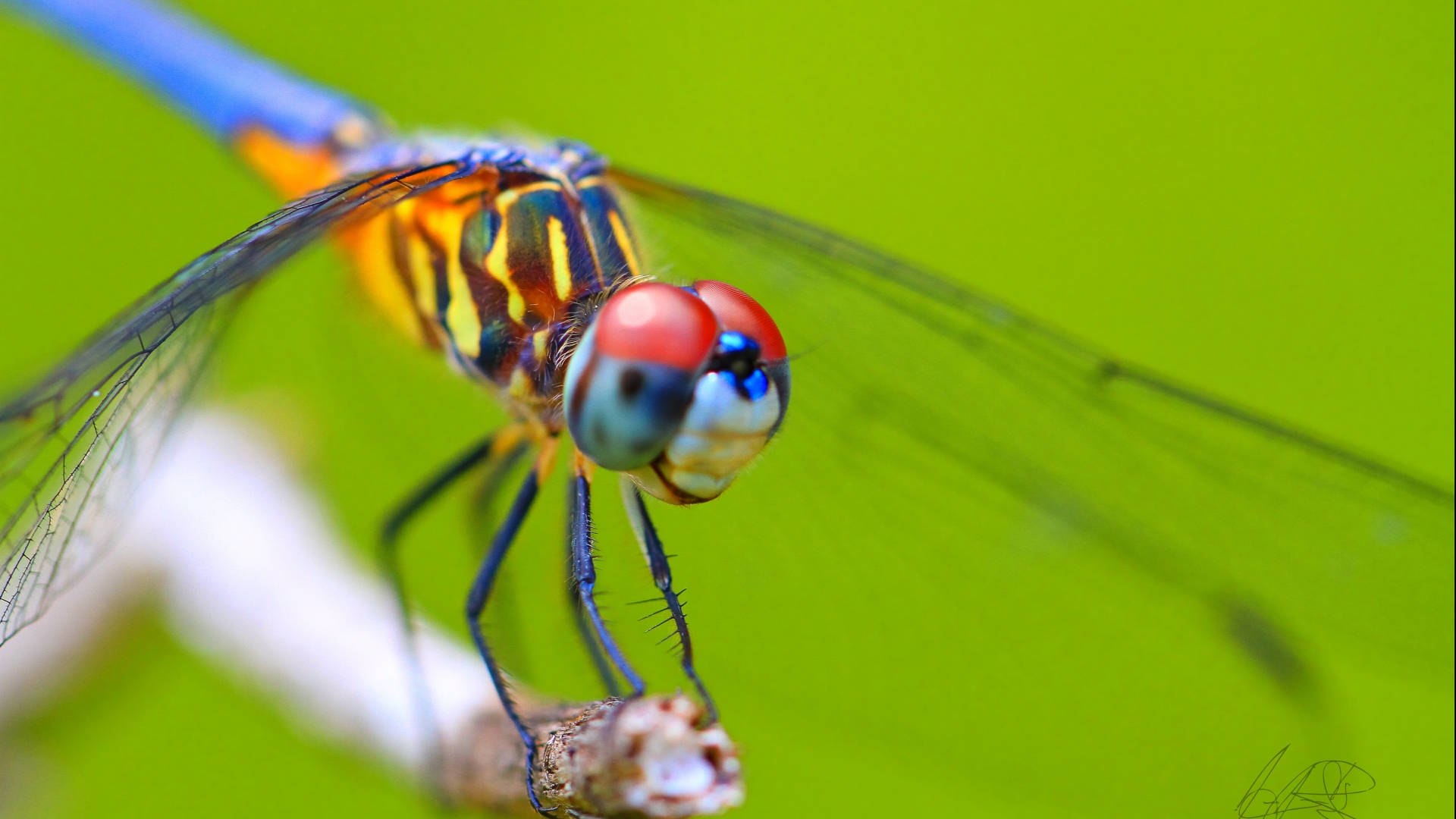 Cute Smiling Dragonfly Wallpaper