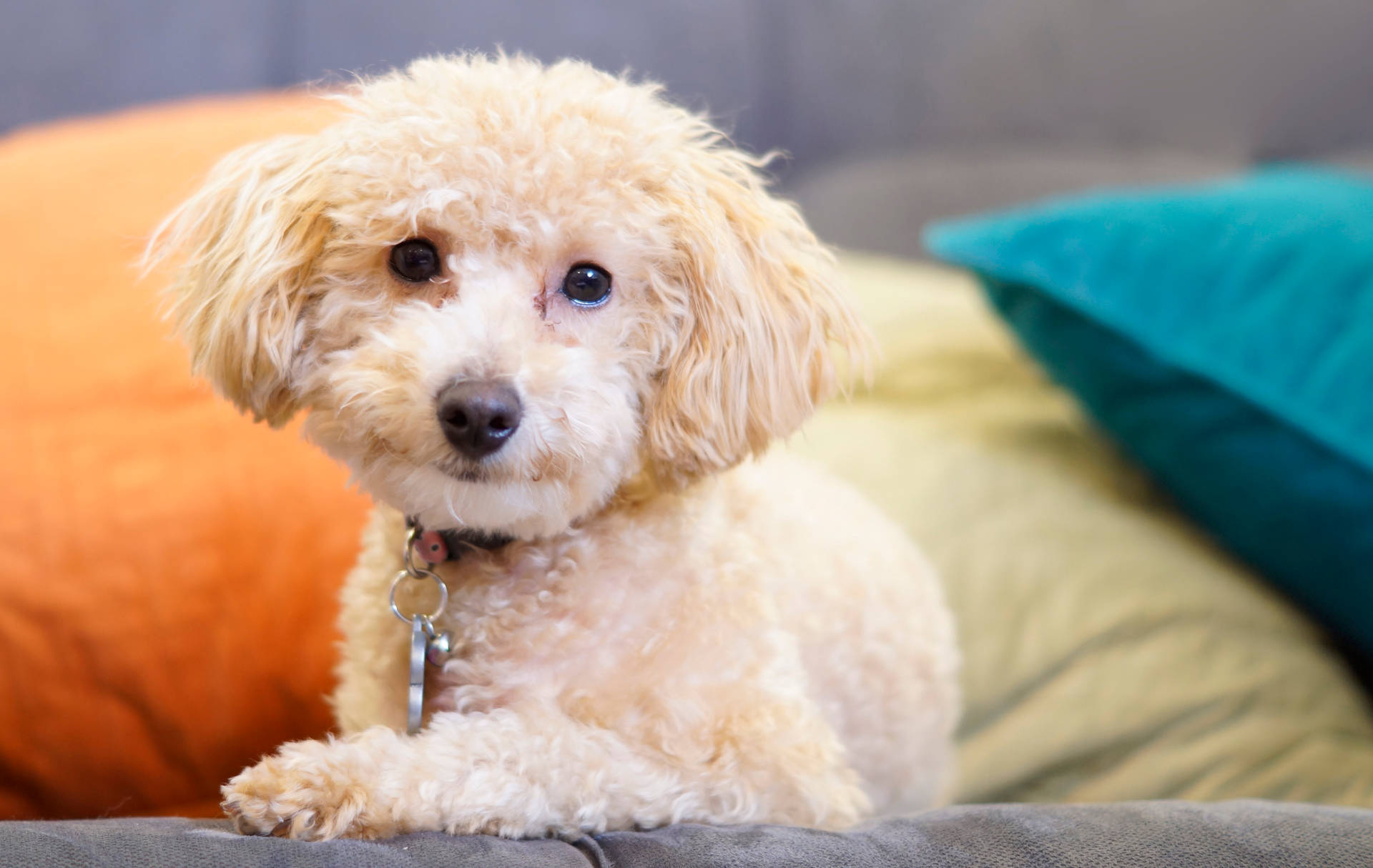 Cute Smiling Toy Poodle