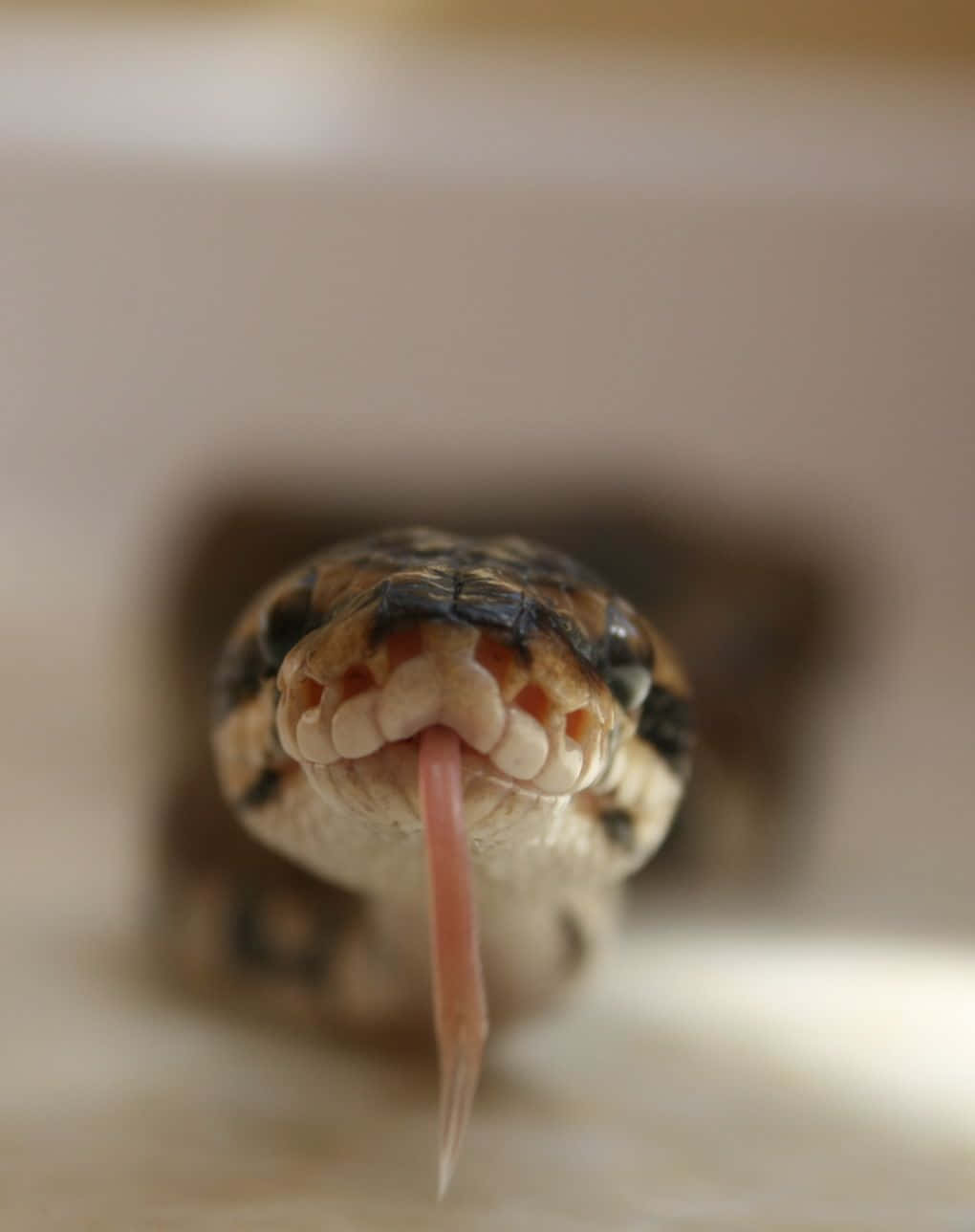 Sød slange flår tungen billede