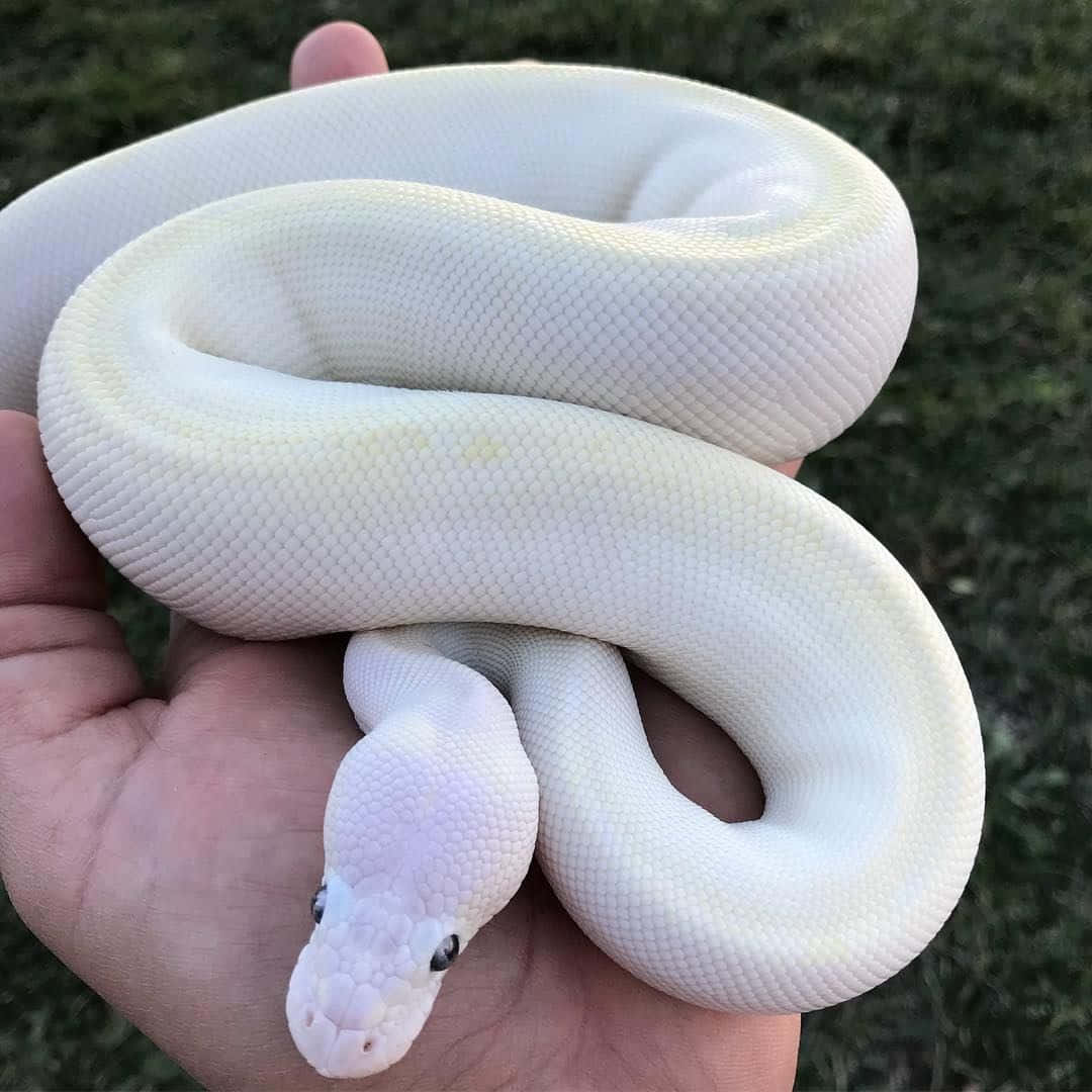 Cute Baby White Snake Picture