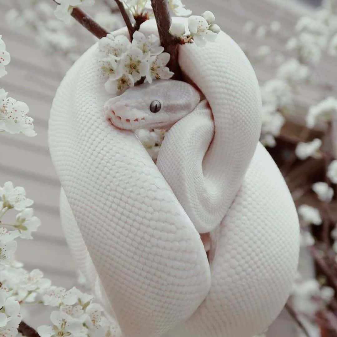Sød hvid slange som kryber på det blomstrende billede