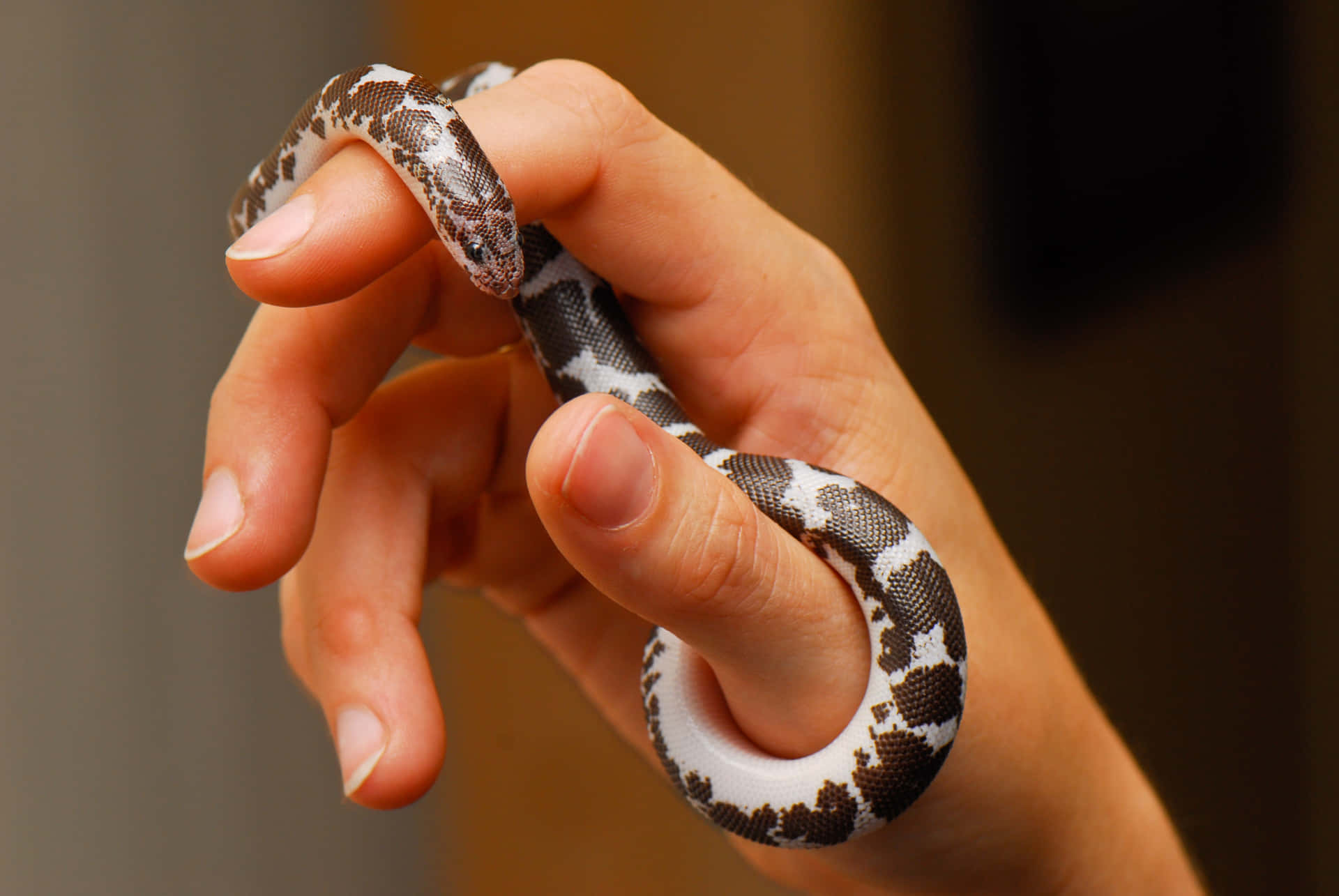 Cute Snake Coiling On Person's Hand Picture