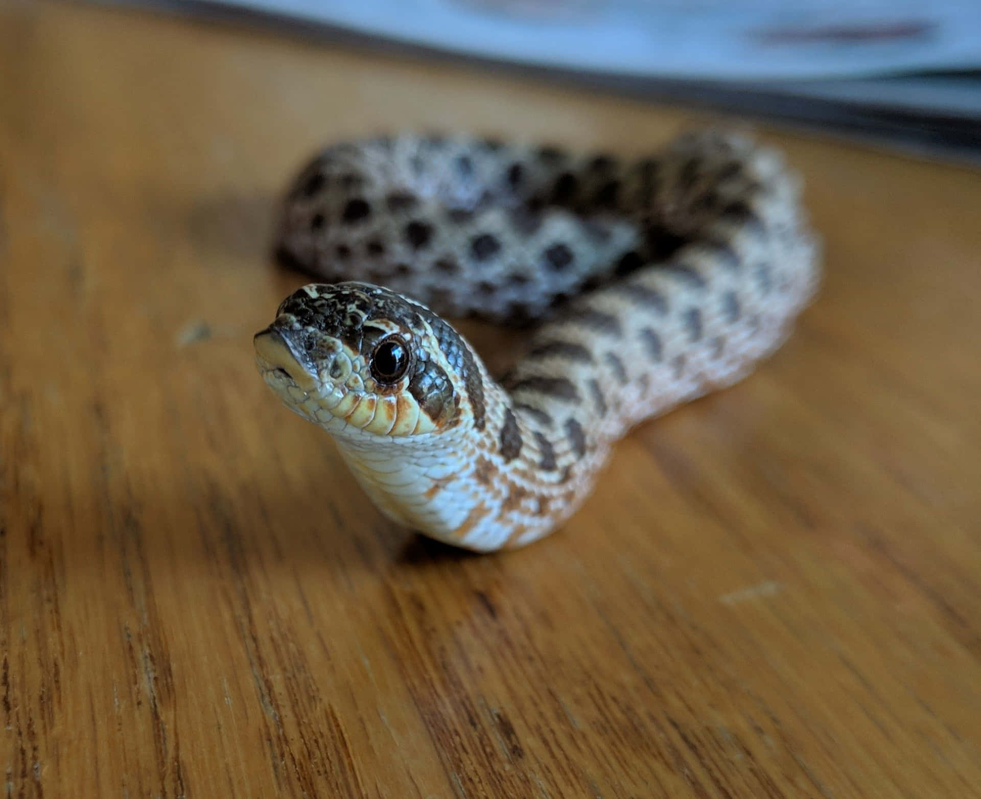 Cute Snake Crawling On Wooden Floor Picture