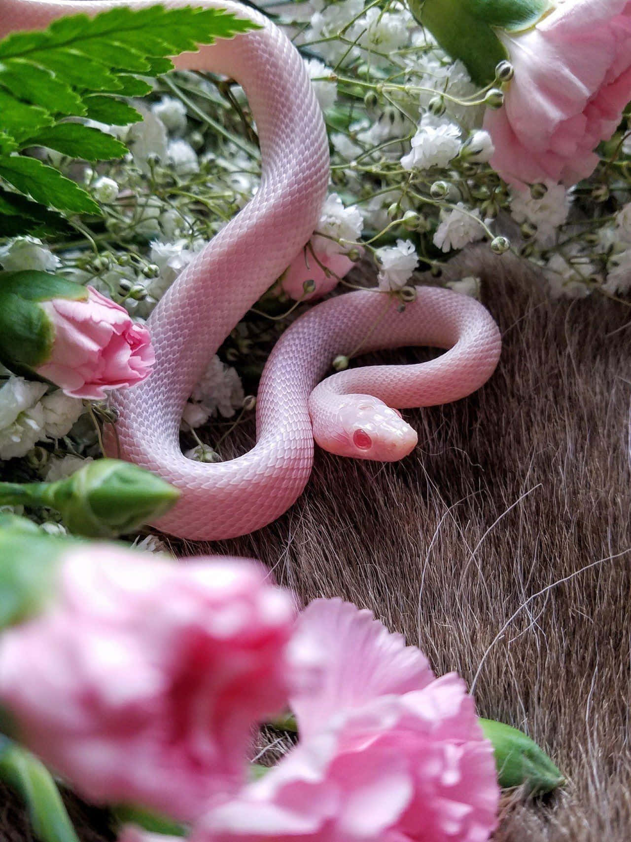Cute Pink Snake Picture