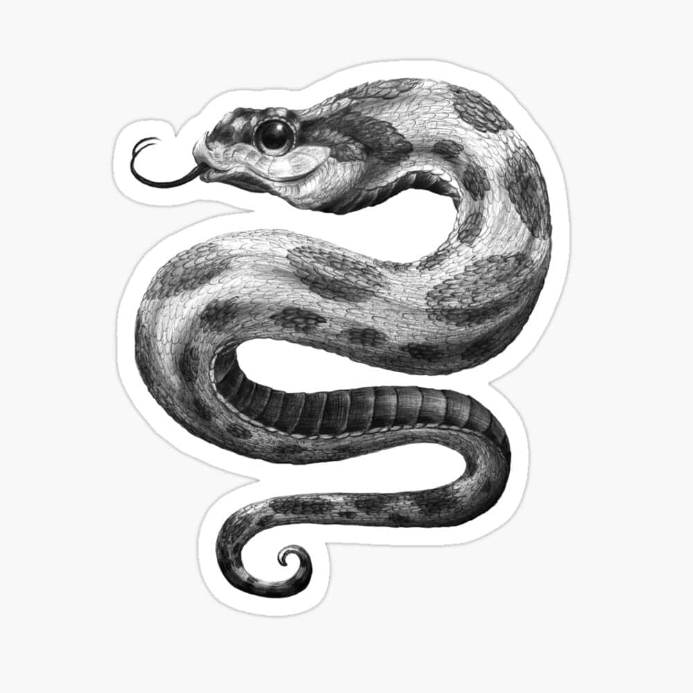 The Posing Snake [Science Tattoo] | Discover Magazine