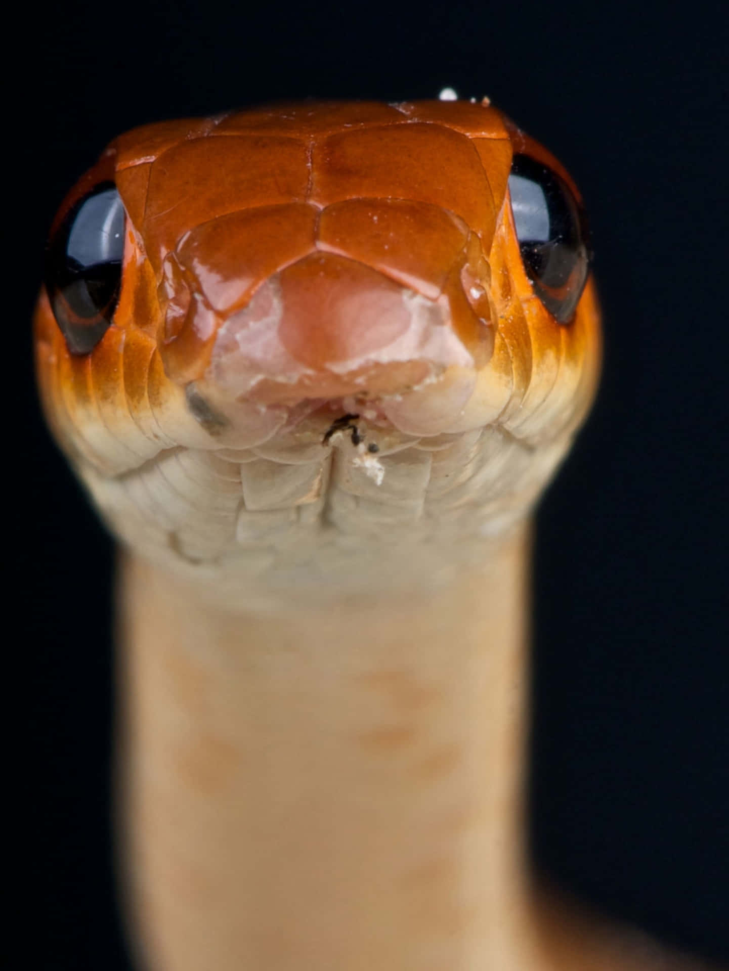 Cute Exotic Snake Picture