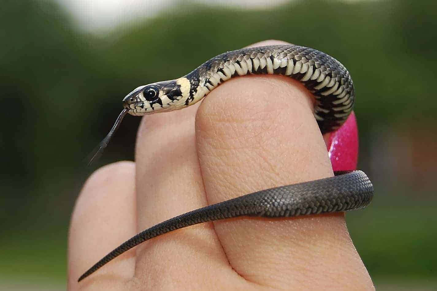 Tiny Cute Snake Picture