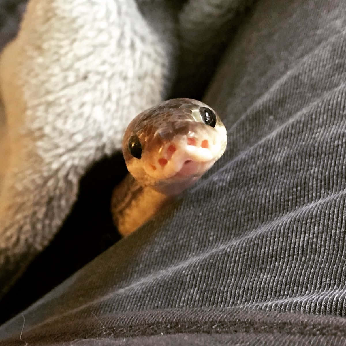 Cute Snake Sneaking Picture