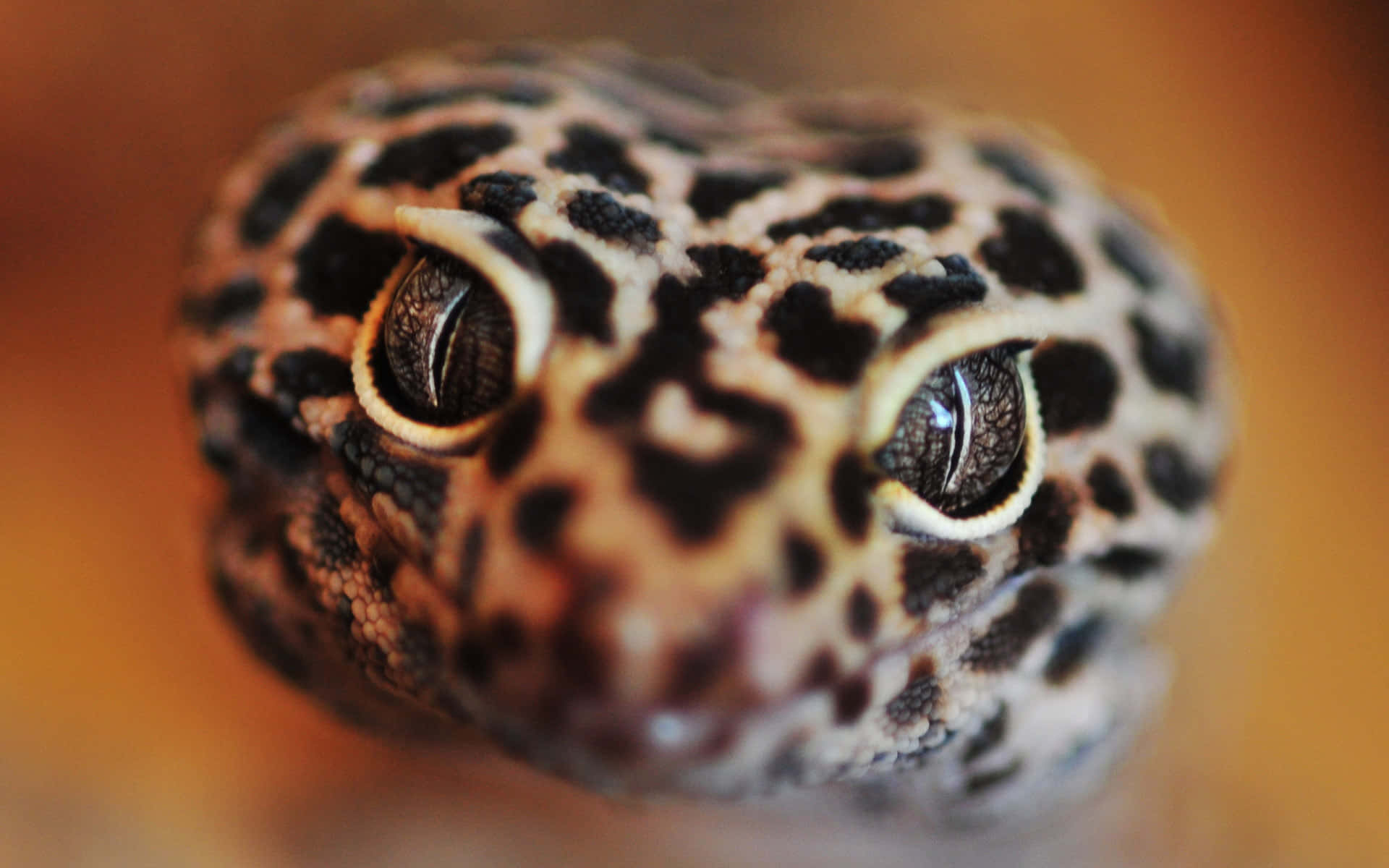 Cute Snake Close-Up Picture