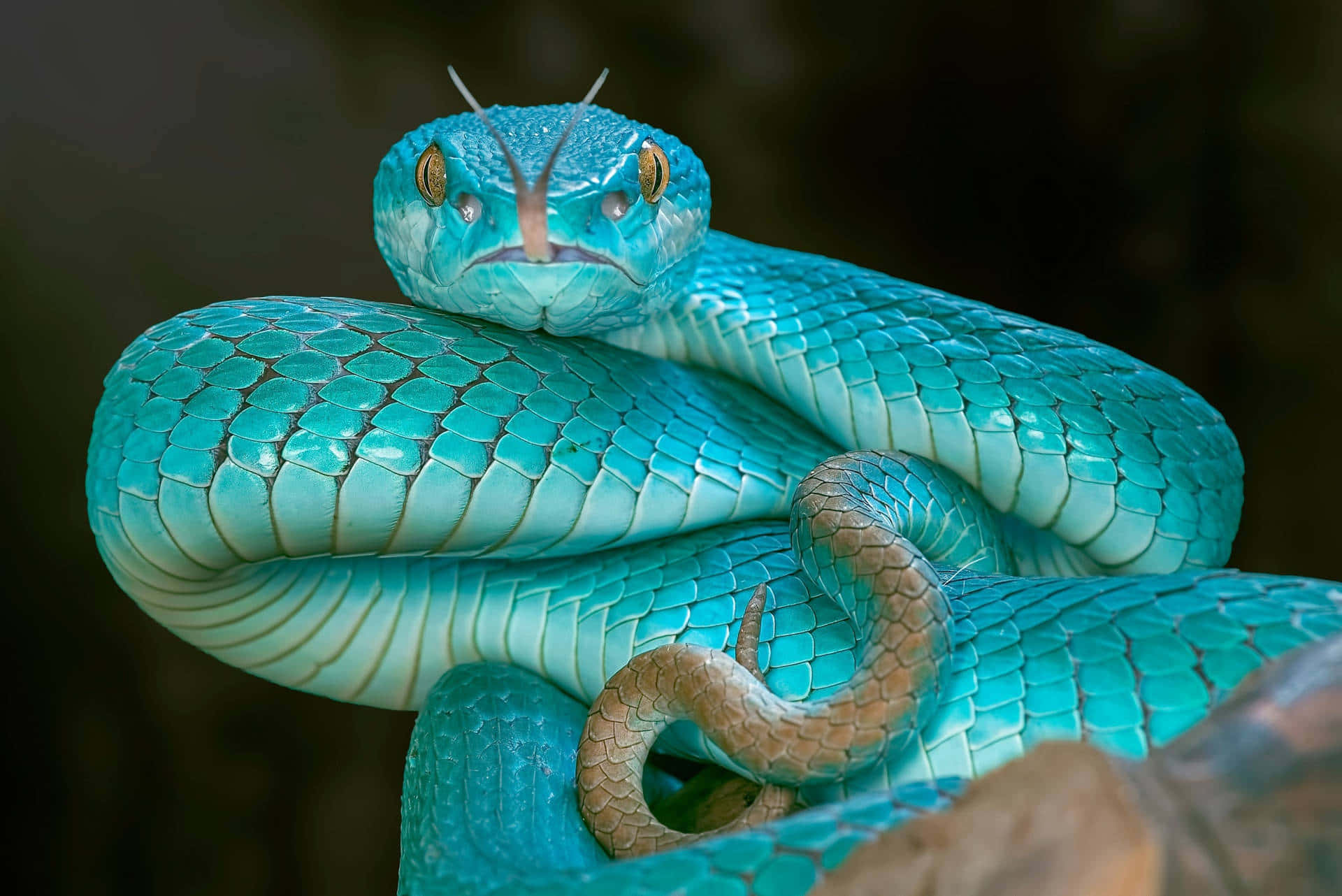 Cute Blue Snake Picture