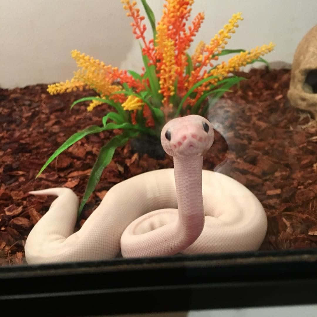 Cute Snake Inside Aquarium Picture