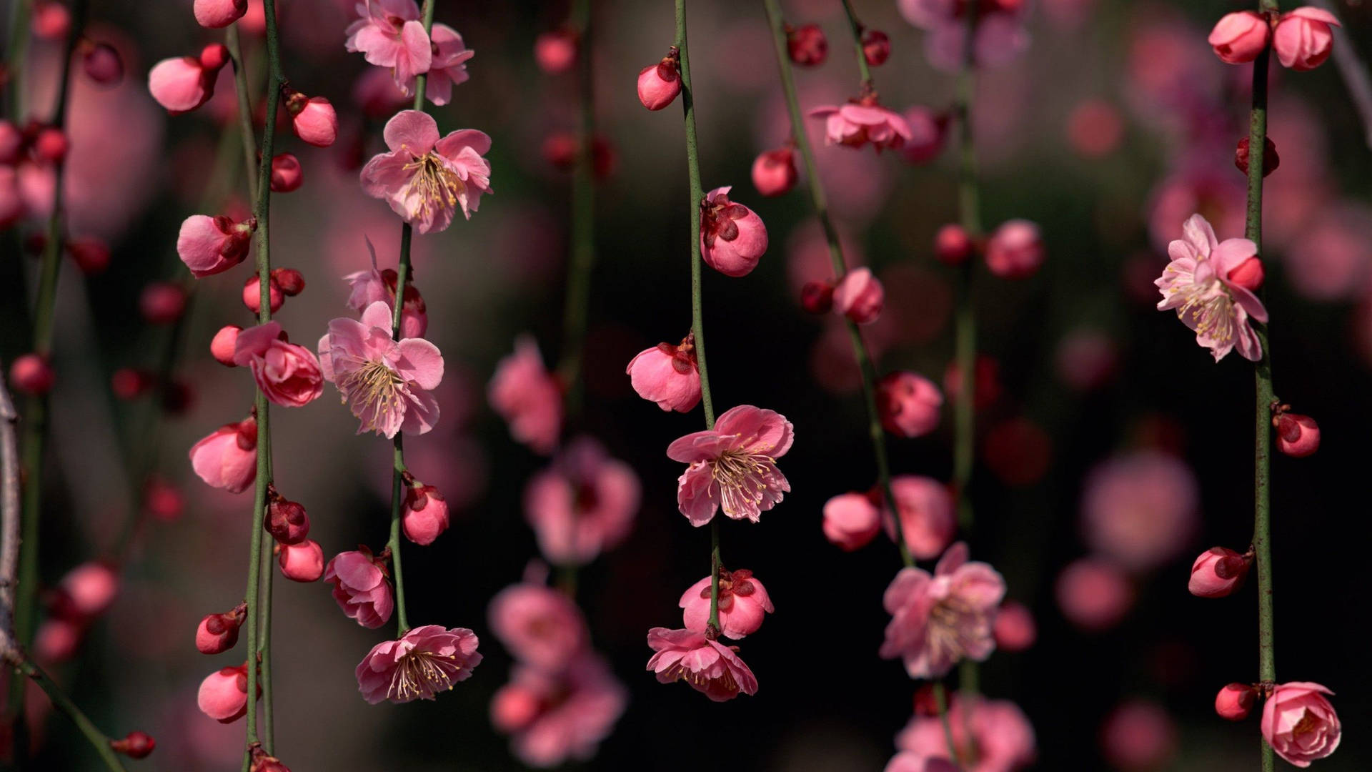 – Charmerende forår blomsterkrybninger Wallpaper