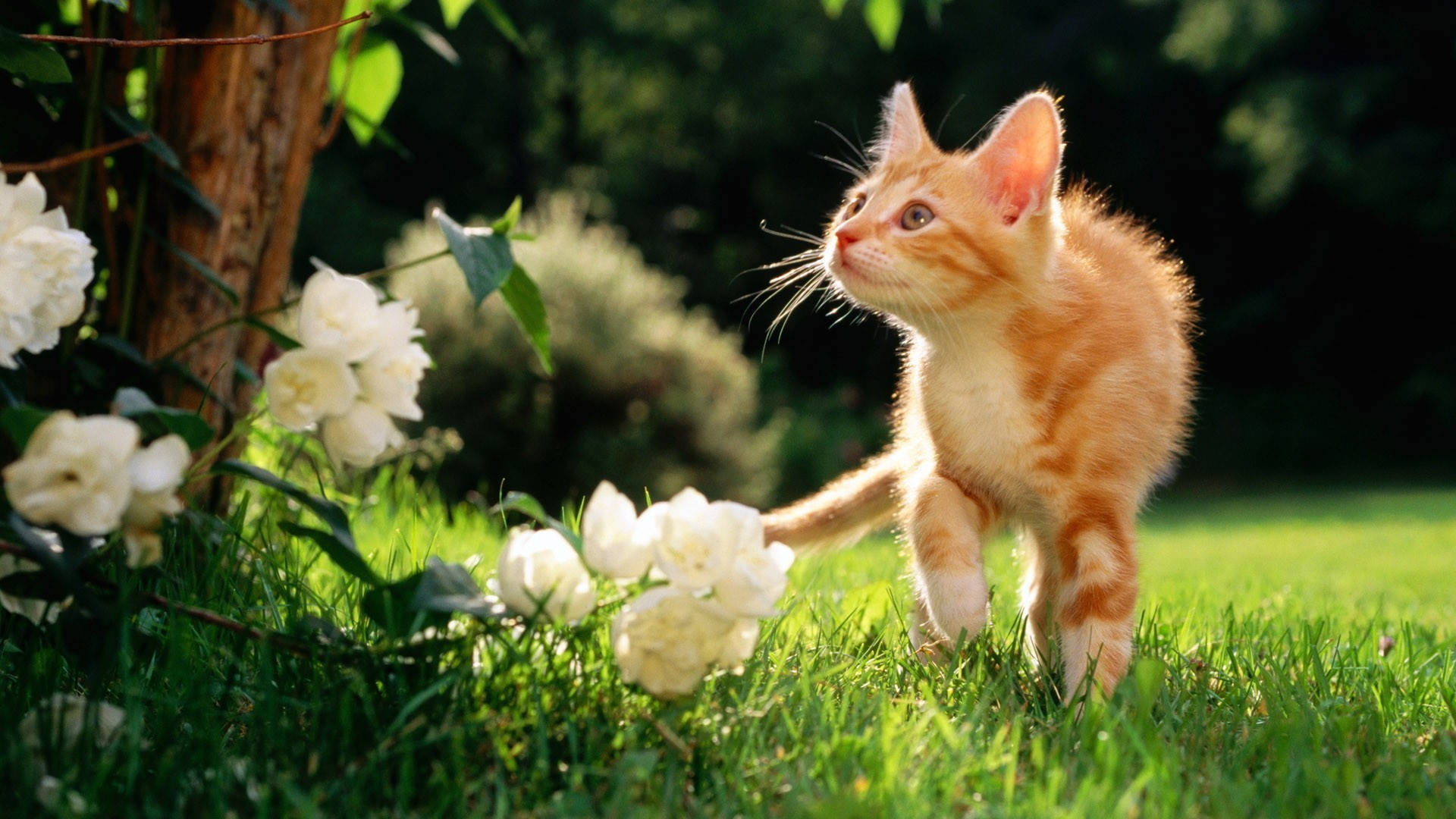 Schattige Lente Nieuwsgierige Kat Achtergrond