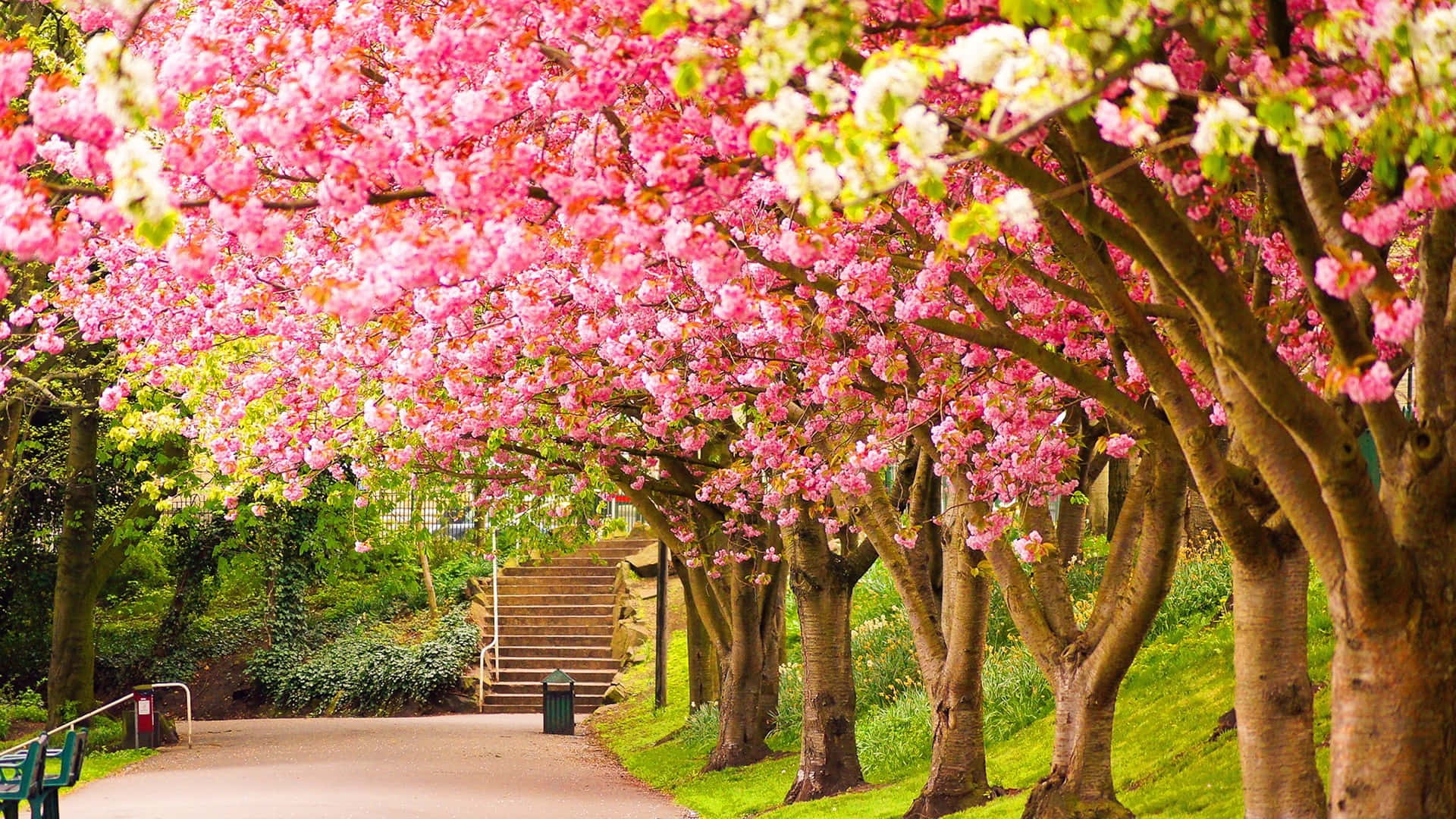 Spring is near. Черри блоссом дерево. Парк Шеффилд Гарден,природа,цветы,деревья,. Сад Кавати Фудзи. Аллея сакур в японский сад Мрия.