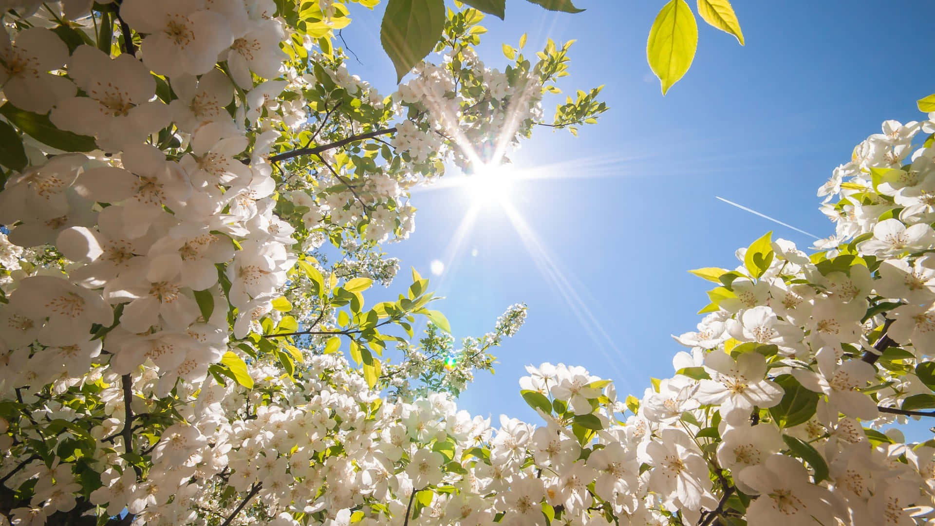 White Flower Blue Sky Aesthetic Cute Spring Wallpaper