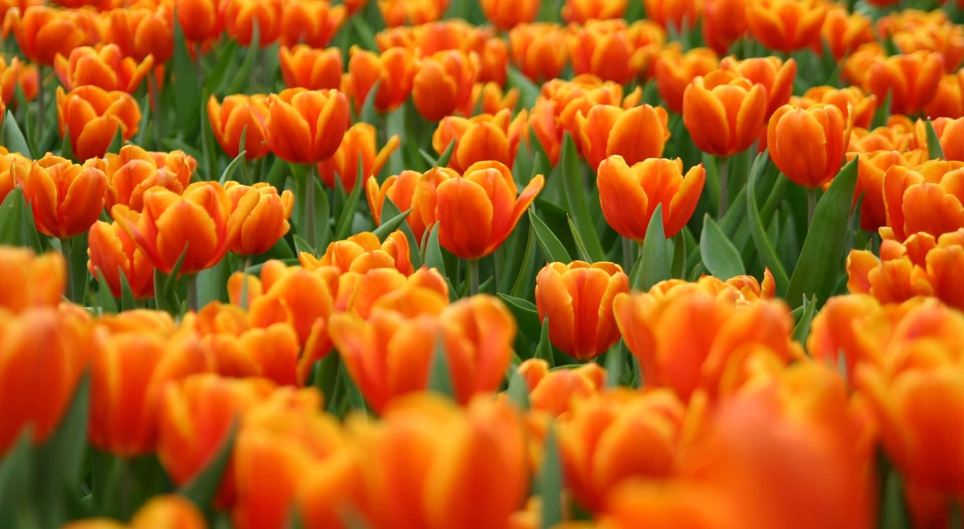Cute Spring Desktop Orange Tulip Wallpaper