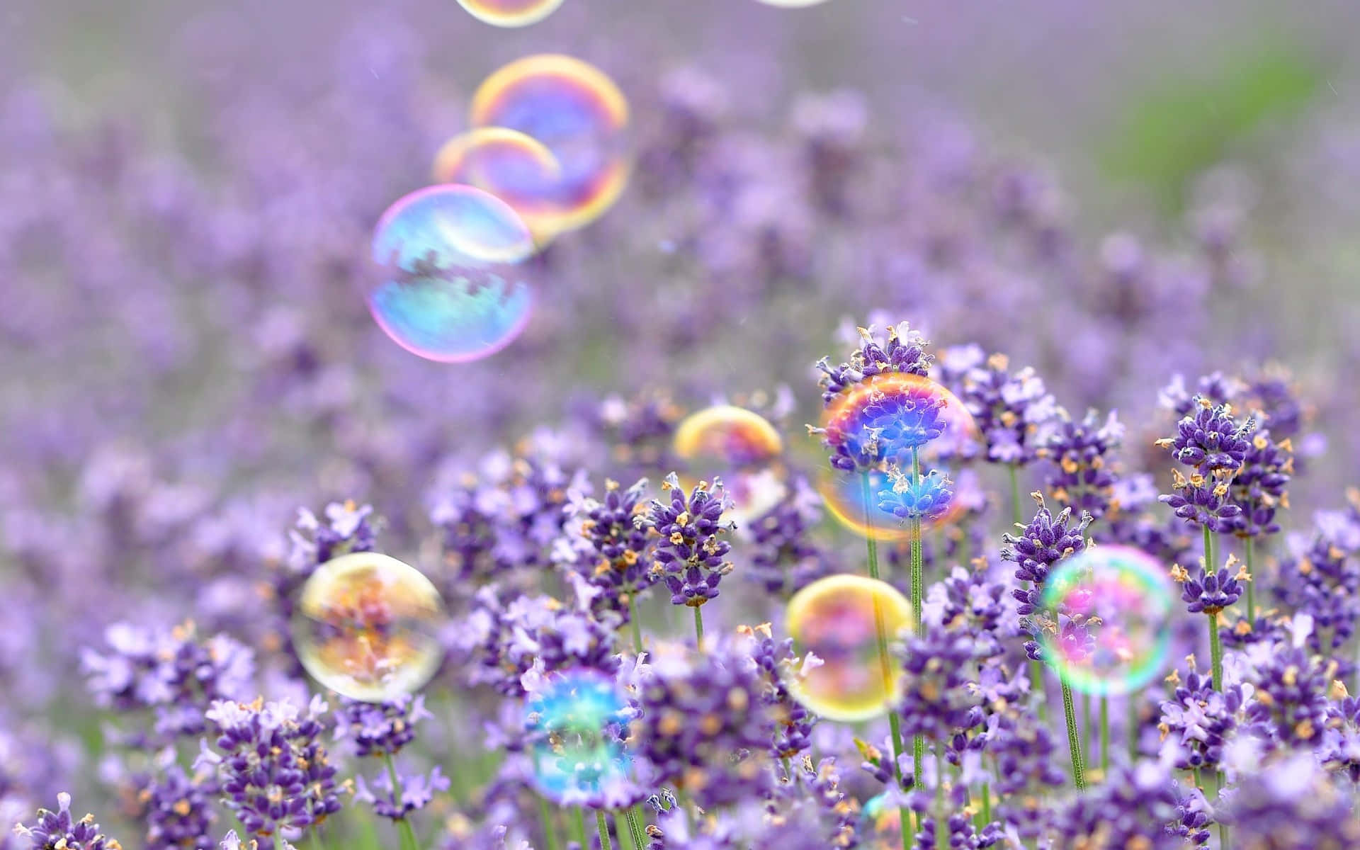 Landscape Purple Flowers Cute Spring Desktop Wallpaper