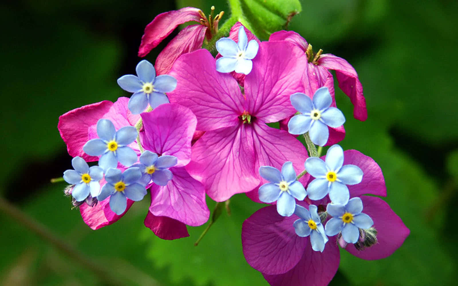 En pink blomst med blå blomster, der blomstrer i baggrunden Wallpaper