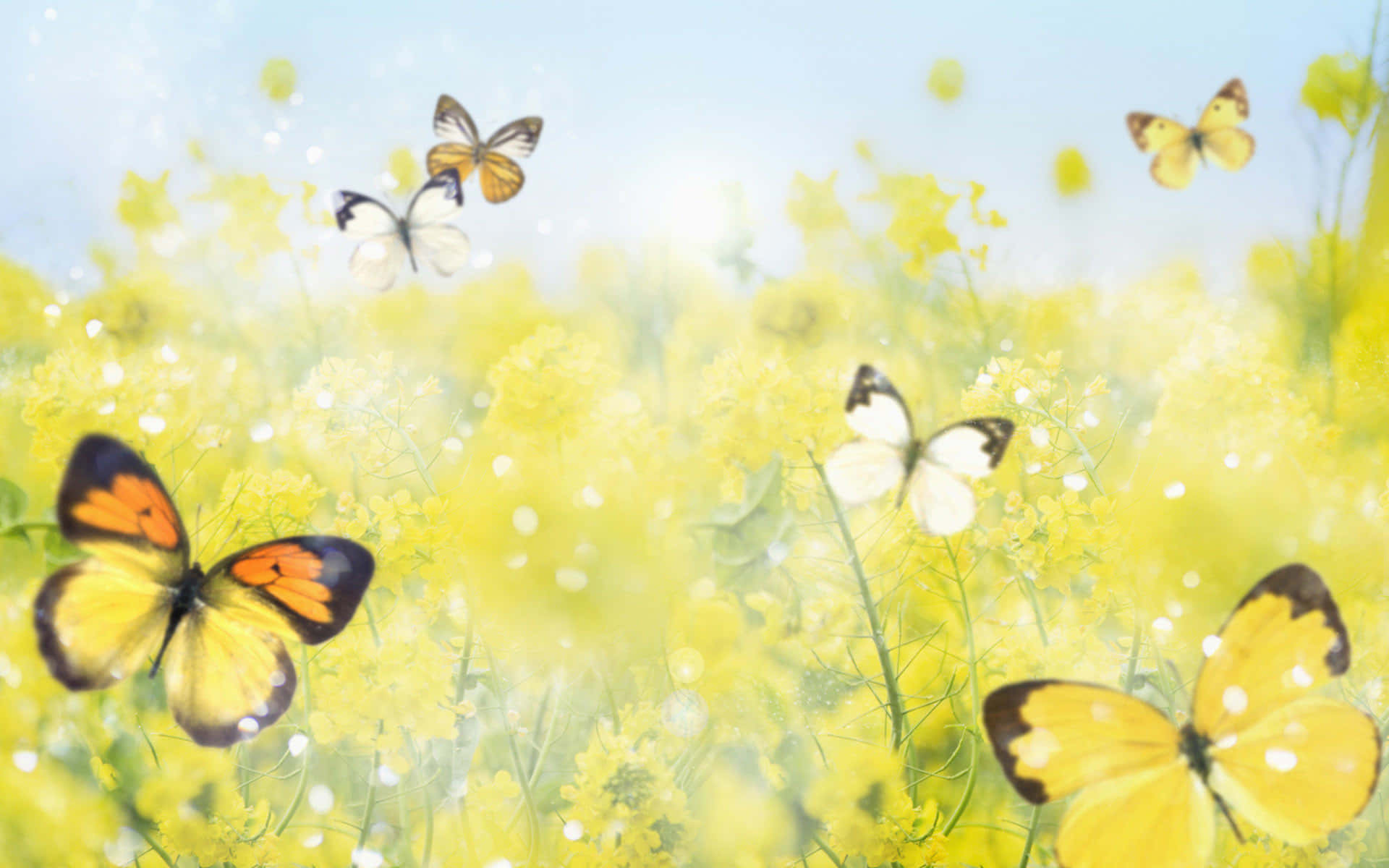 Schmetterlingsüßer Frühlings-hintergrundbildschirm Wallpaper