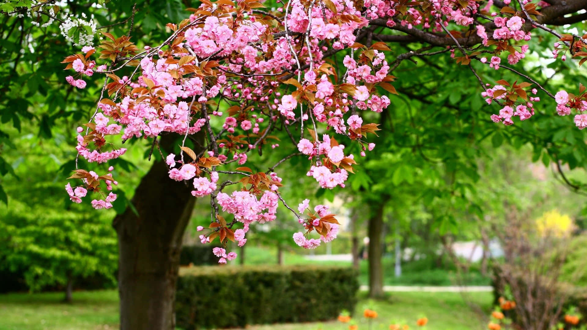 Et pink blomstrende træ i en park er afbildet mod en klar blå himmel Wallpaper