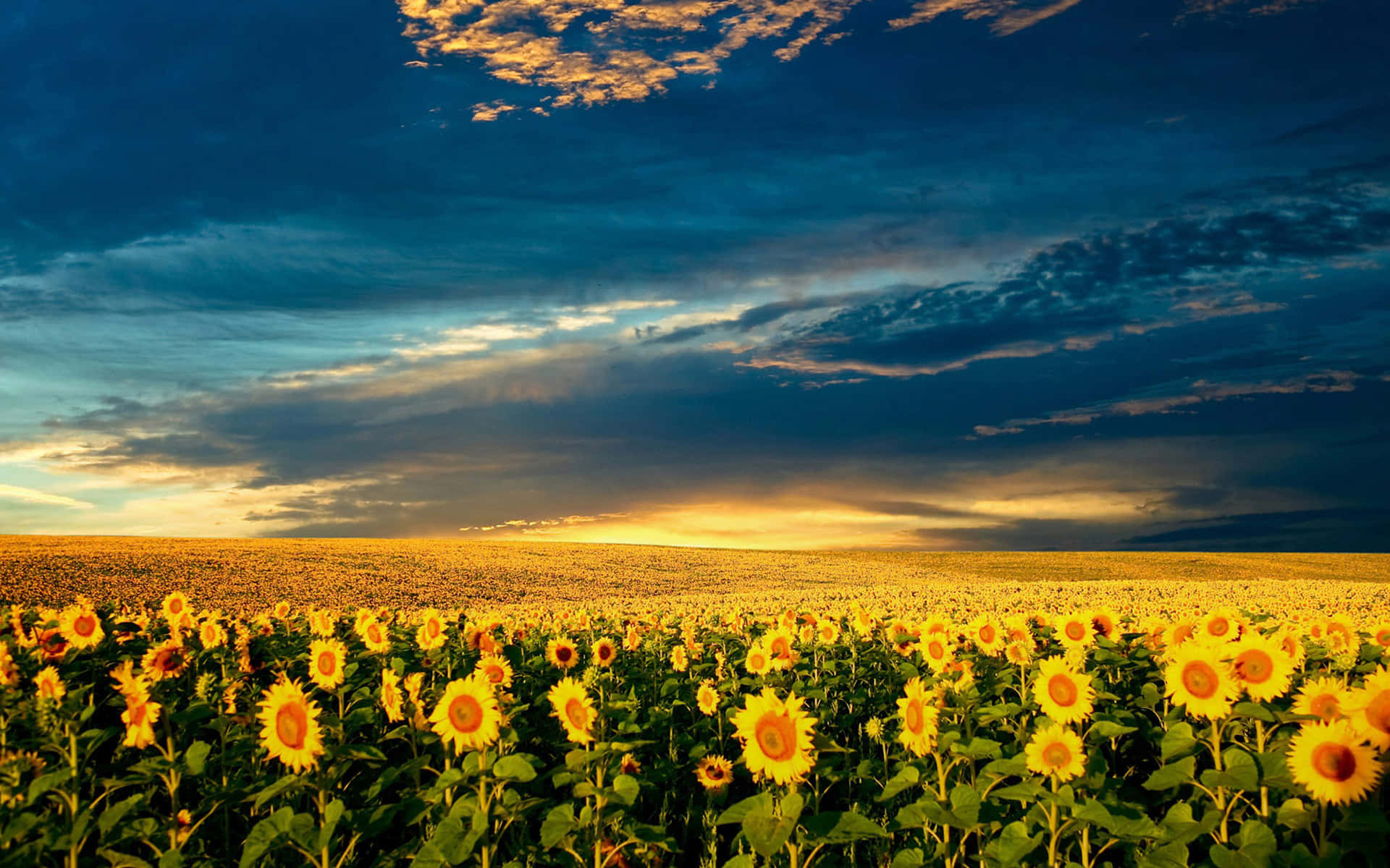 Cute Spring Desktop Sunflower Field Wallpaper