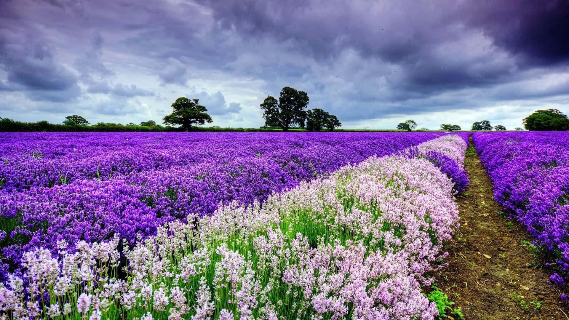 Fondode Pantalla Púrpura De Campo Con Flores Bonitas De Primavera Y Cielo Nublado. Fondo de pantalla