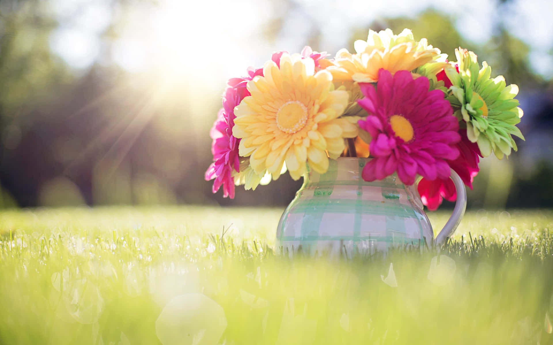 Colorful Daisy Flower Cute Spring Desktop Wallpaper