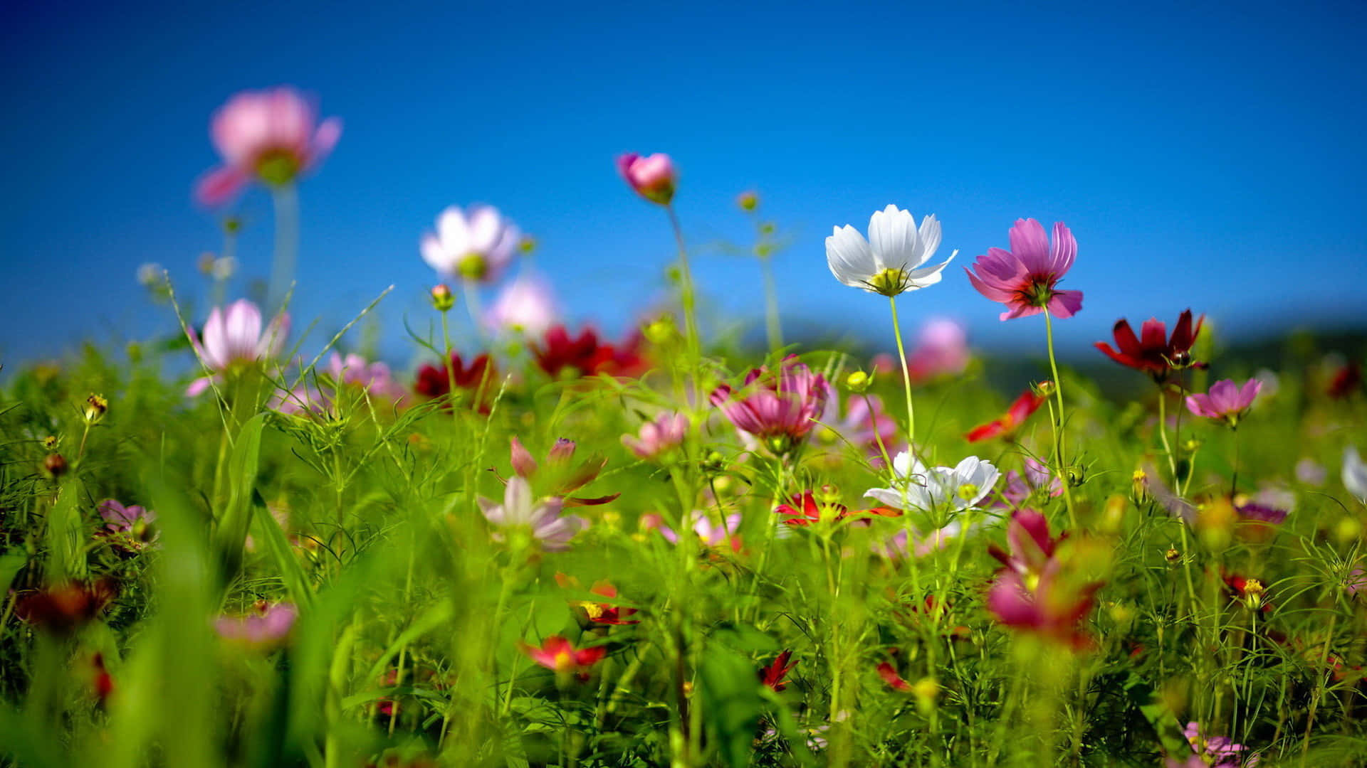 Beautiful Flowers Cute Spring Desktop Wallpaper