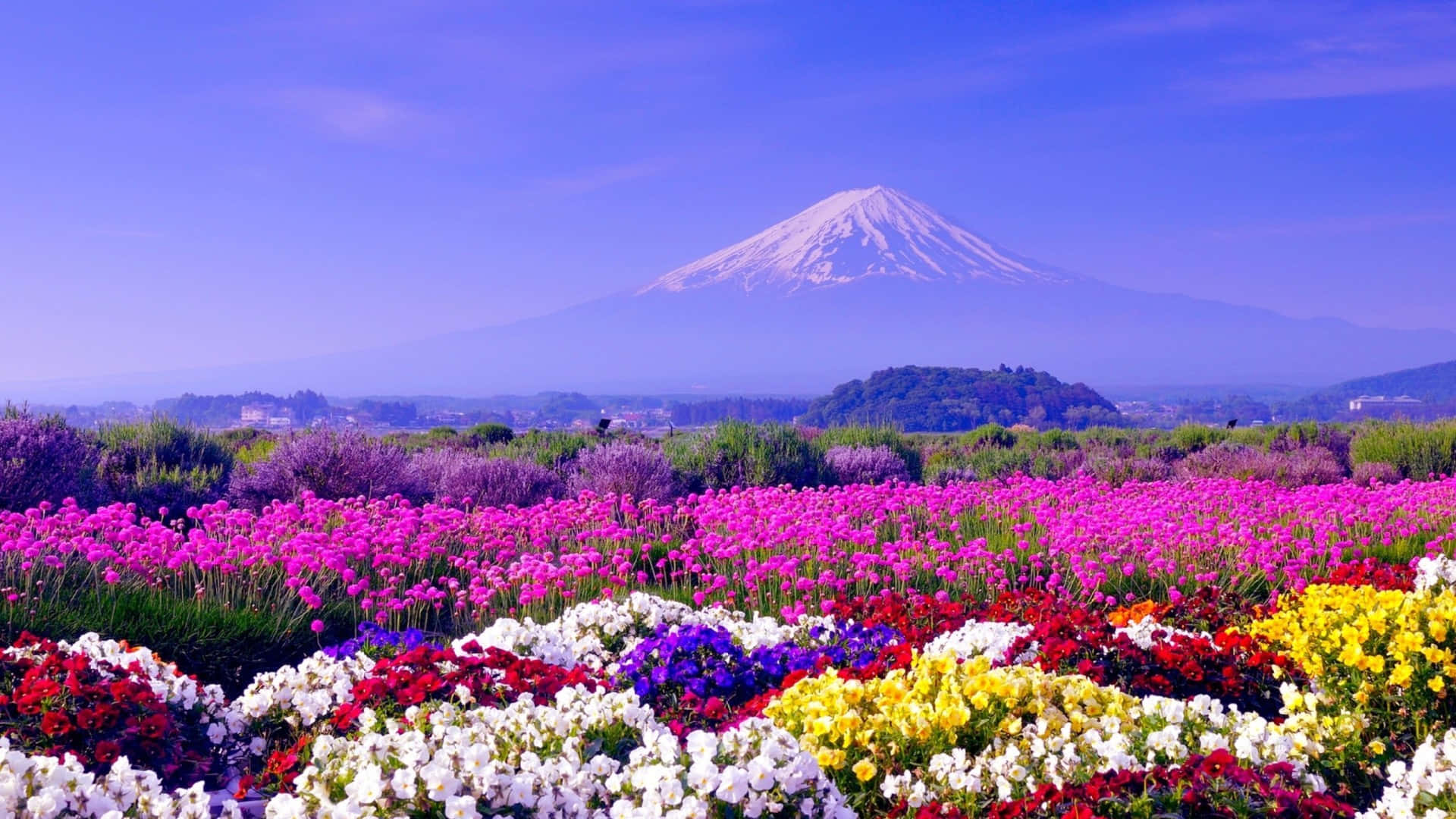 Mountain And Field Of Flowers Cute Spring Desktop Wallpaper