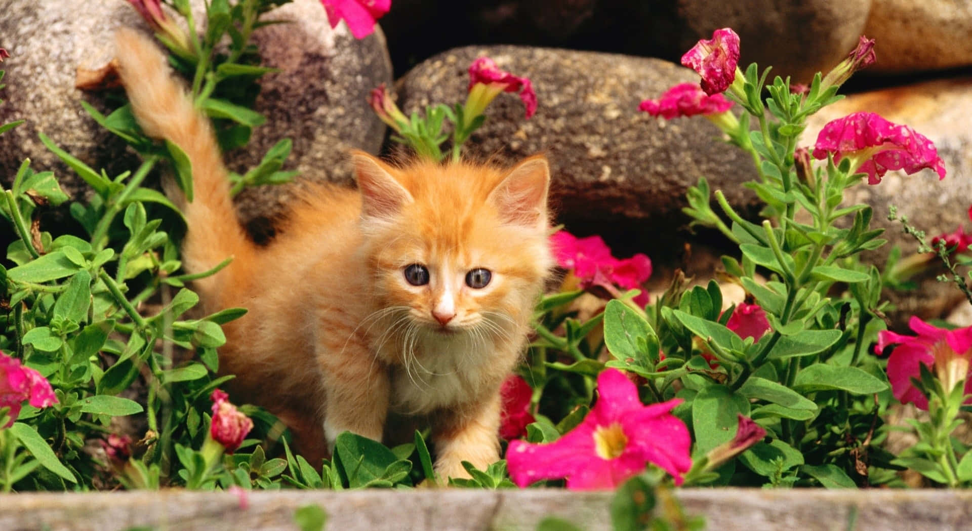 Lindofondo De Pantalla De Primavera Con Un Pequeño Gatito. Fondo de pantalla