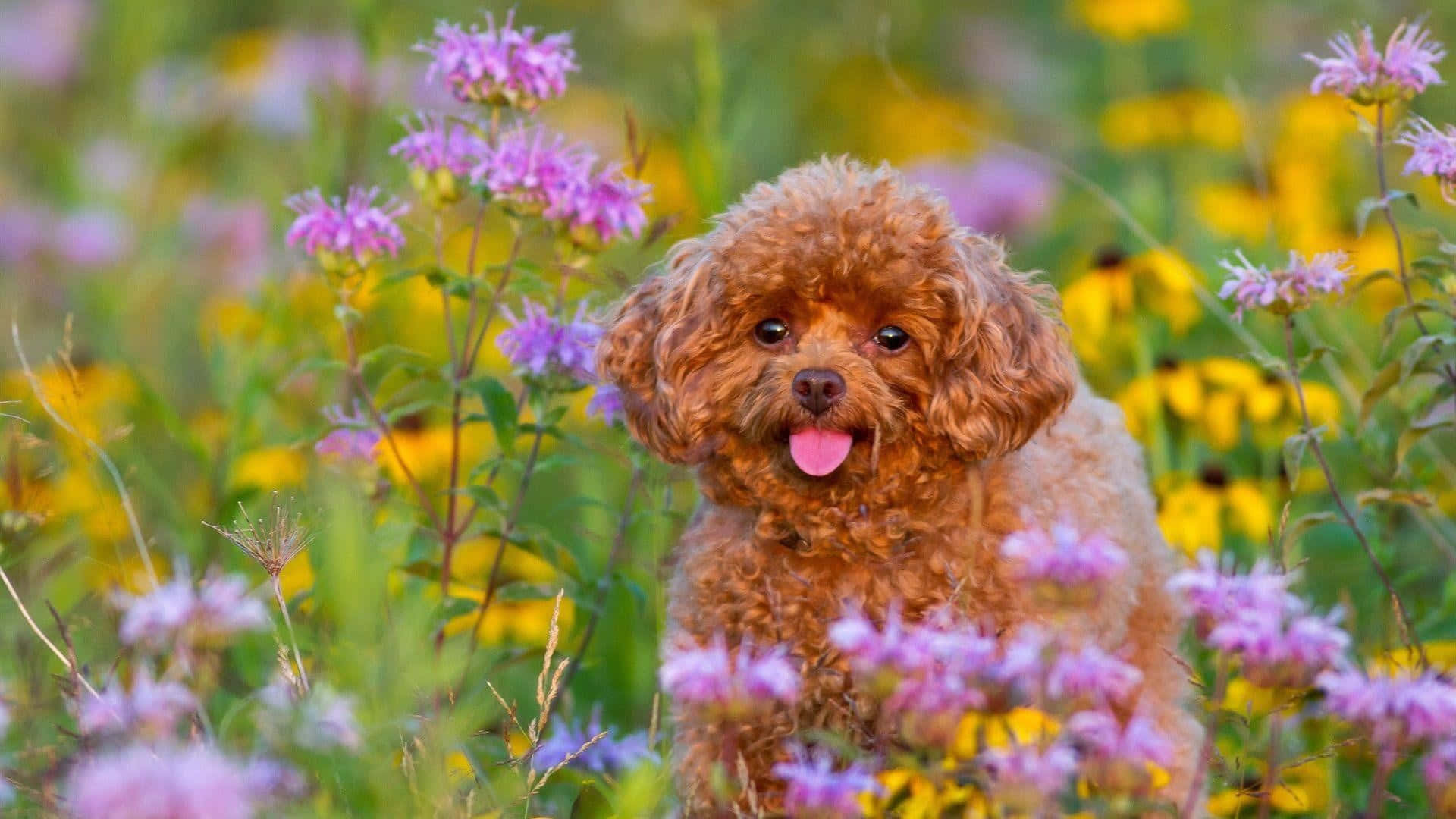 En brun puddelhund står i et felt af blomster Wallpaper