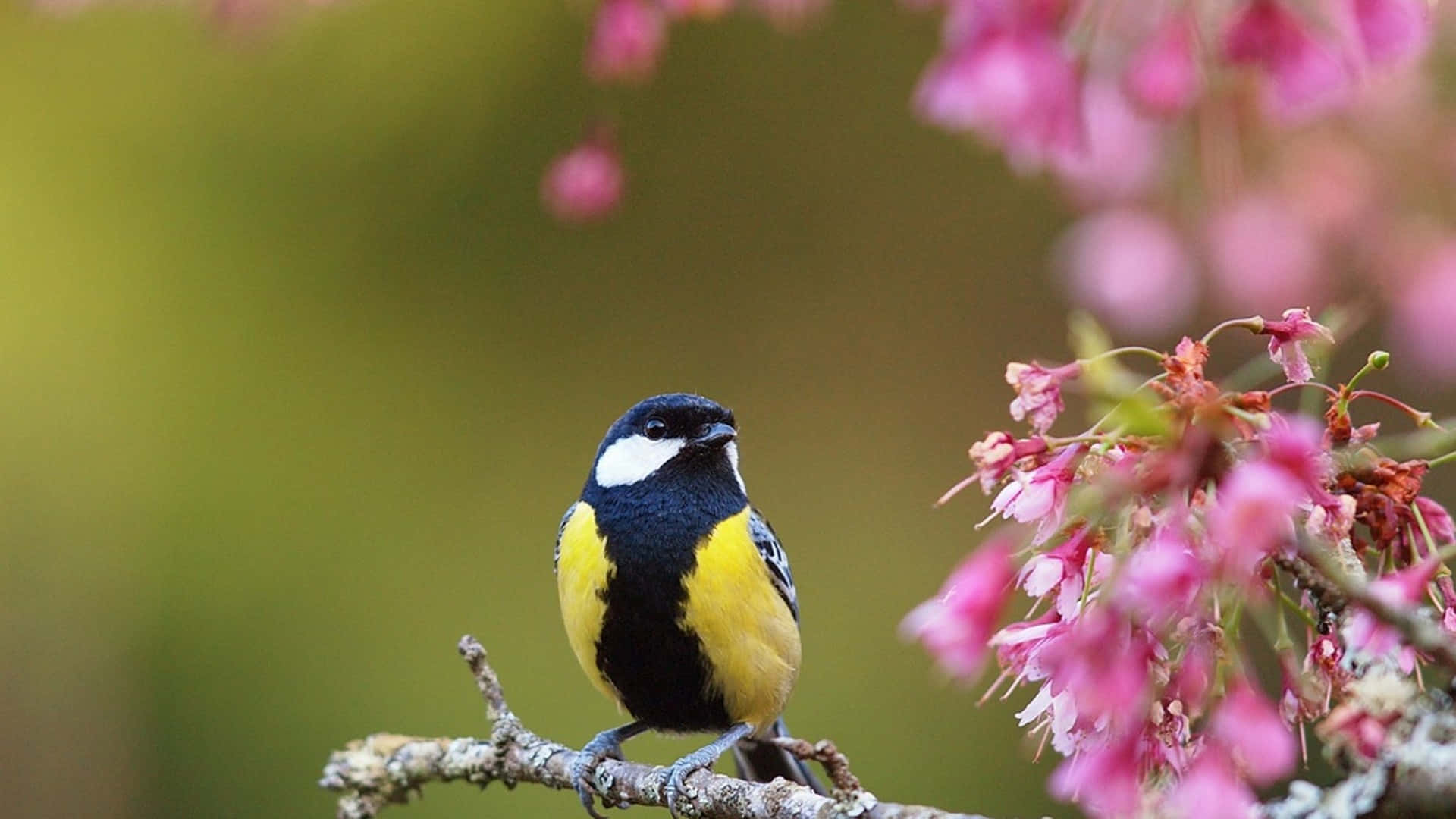 Bird And Flower In Cute Spring Desktop Wallpaper