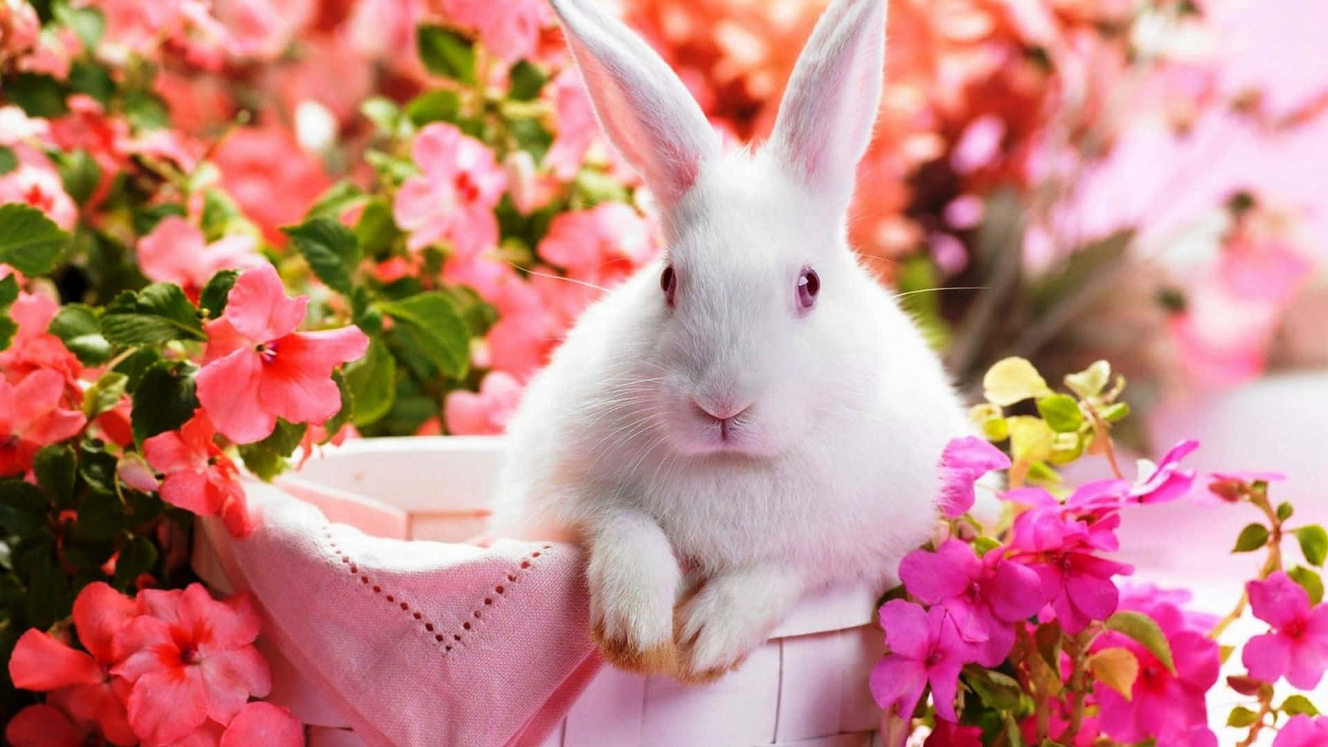 White Bunny Cute Spring Desktop Wallpaper