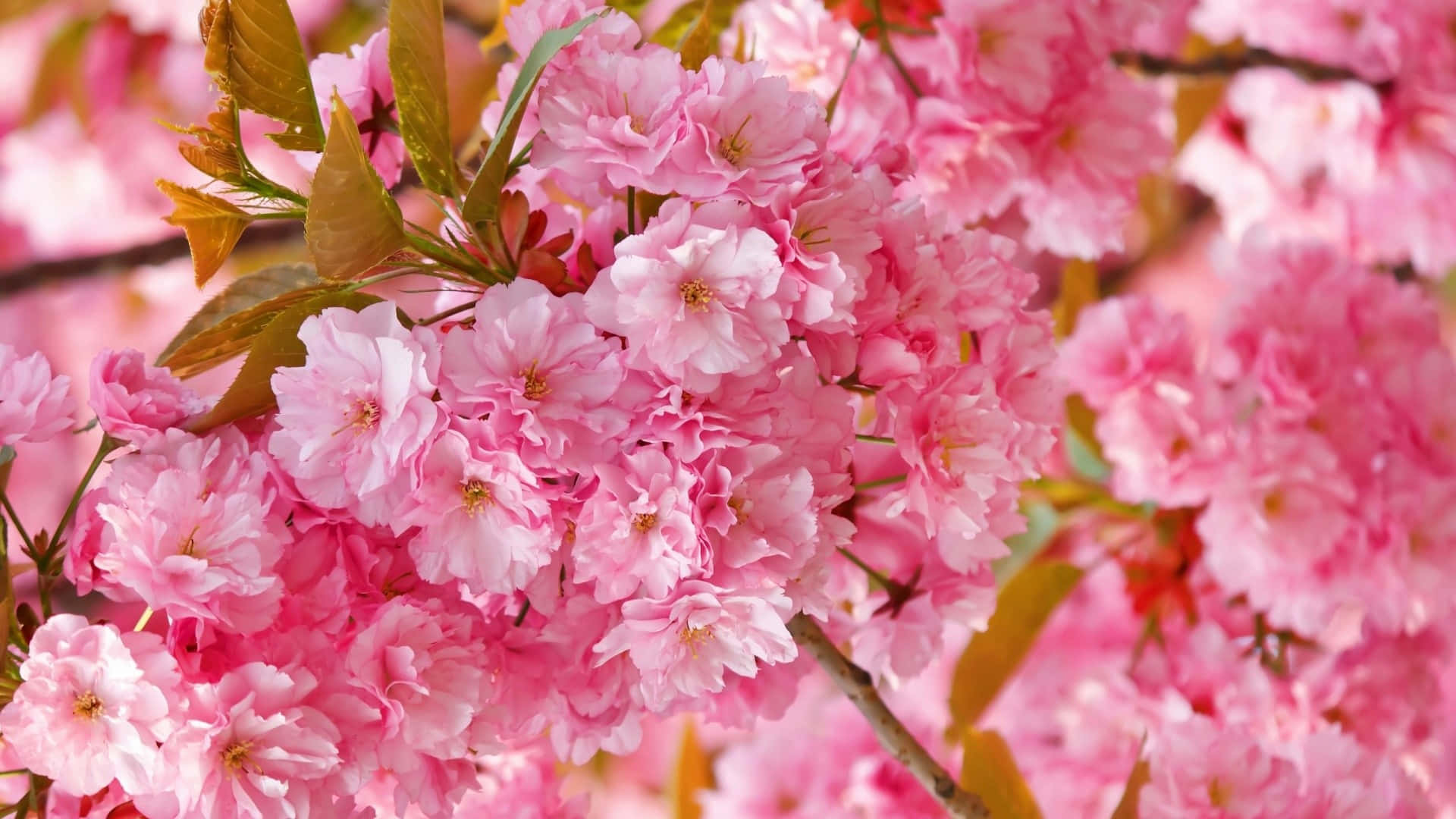 En smuk pastelfarvet pink, blå og gult blomstre træ skrivebordsbaggrund for den perfekte forårsstemning! Wallpaper