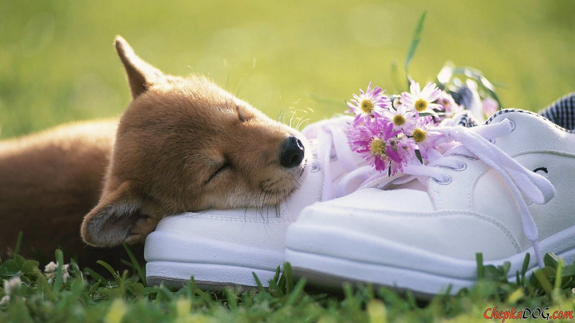 Cute Spring Dog On Shoes Wallpaper
