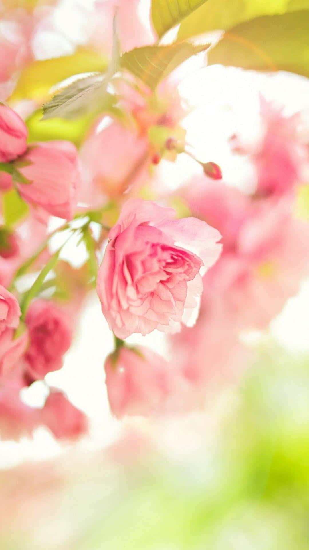 Cute Spring Pink Rose Iphone Wallpaper