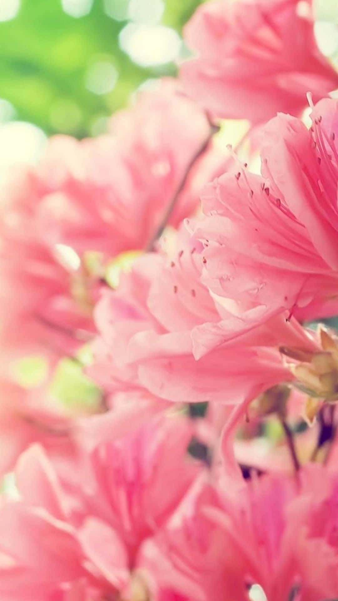 Cute Spring Pink Flowers Iphone Wallpaper